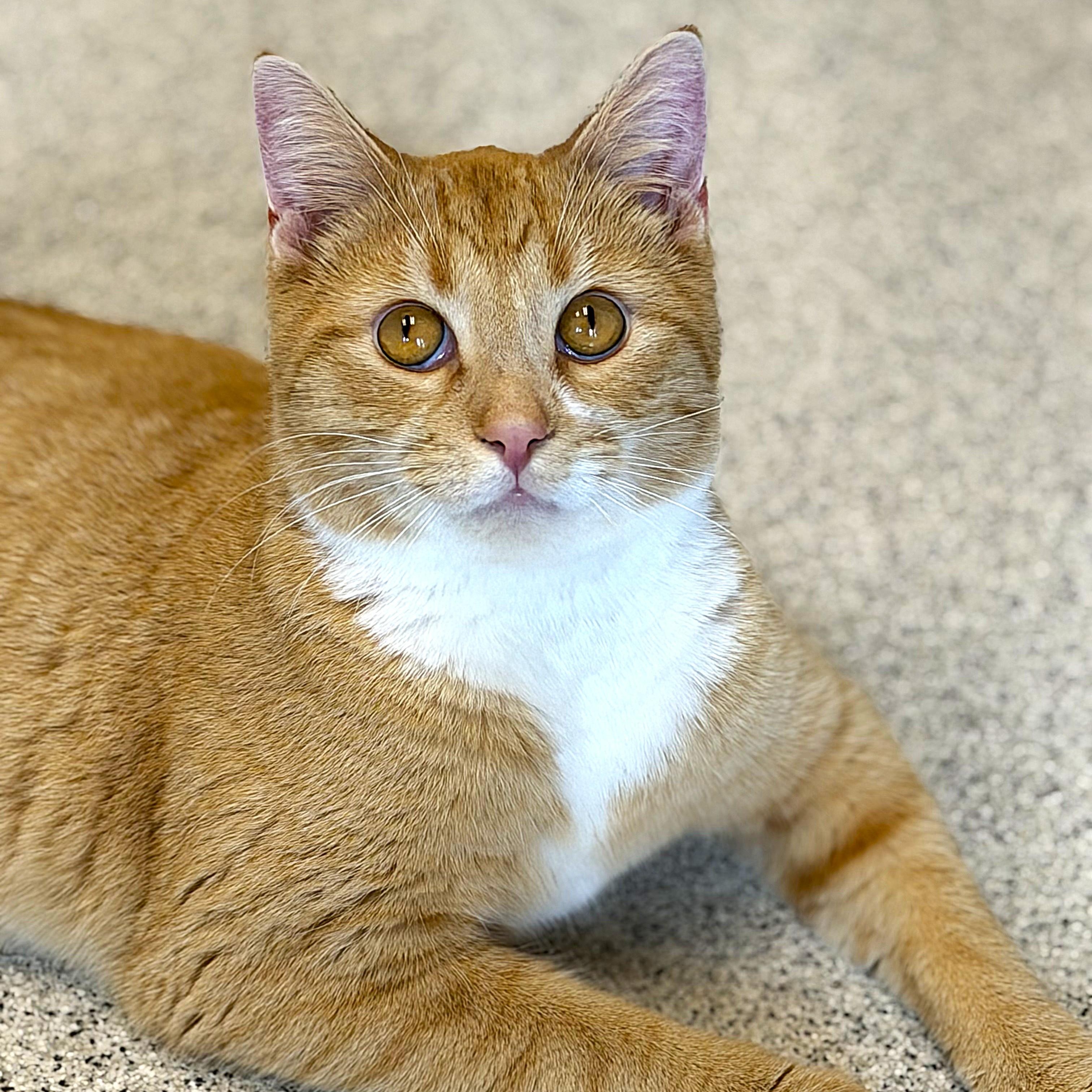 Hokey Pokey, a ADOPTABLE Domestic Short Hair in Cooperstown, NY image 2/5