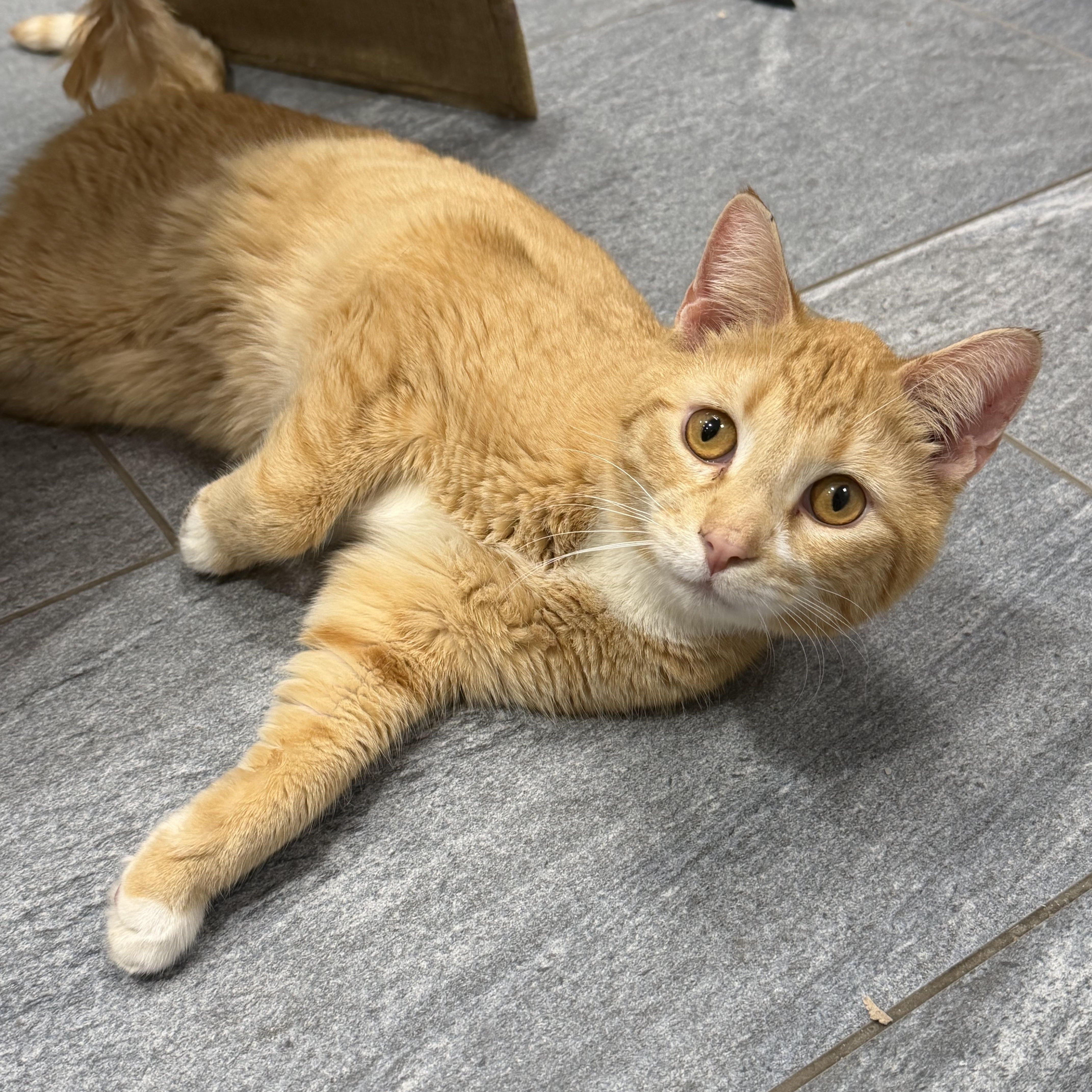 Enlarge Hokey Pokey, a ADOPTABLE Domestic Short Hair in Cooperstown, NY image 2/2