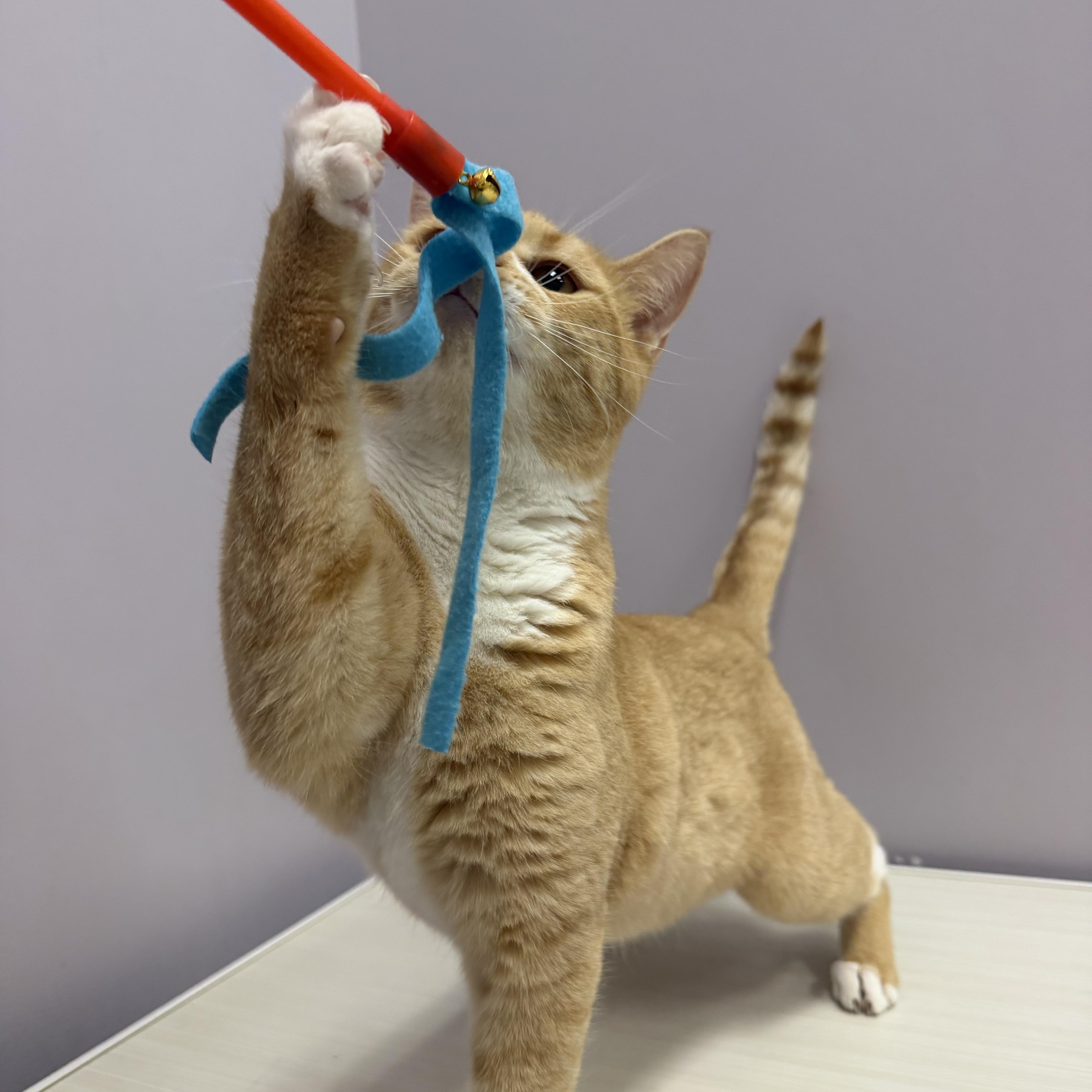 Enlarge Hokey Pokey, a ADOPTABLE Domestic Short Hair in Cooperstown, NY image 6/6
