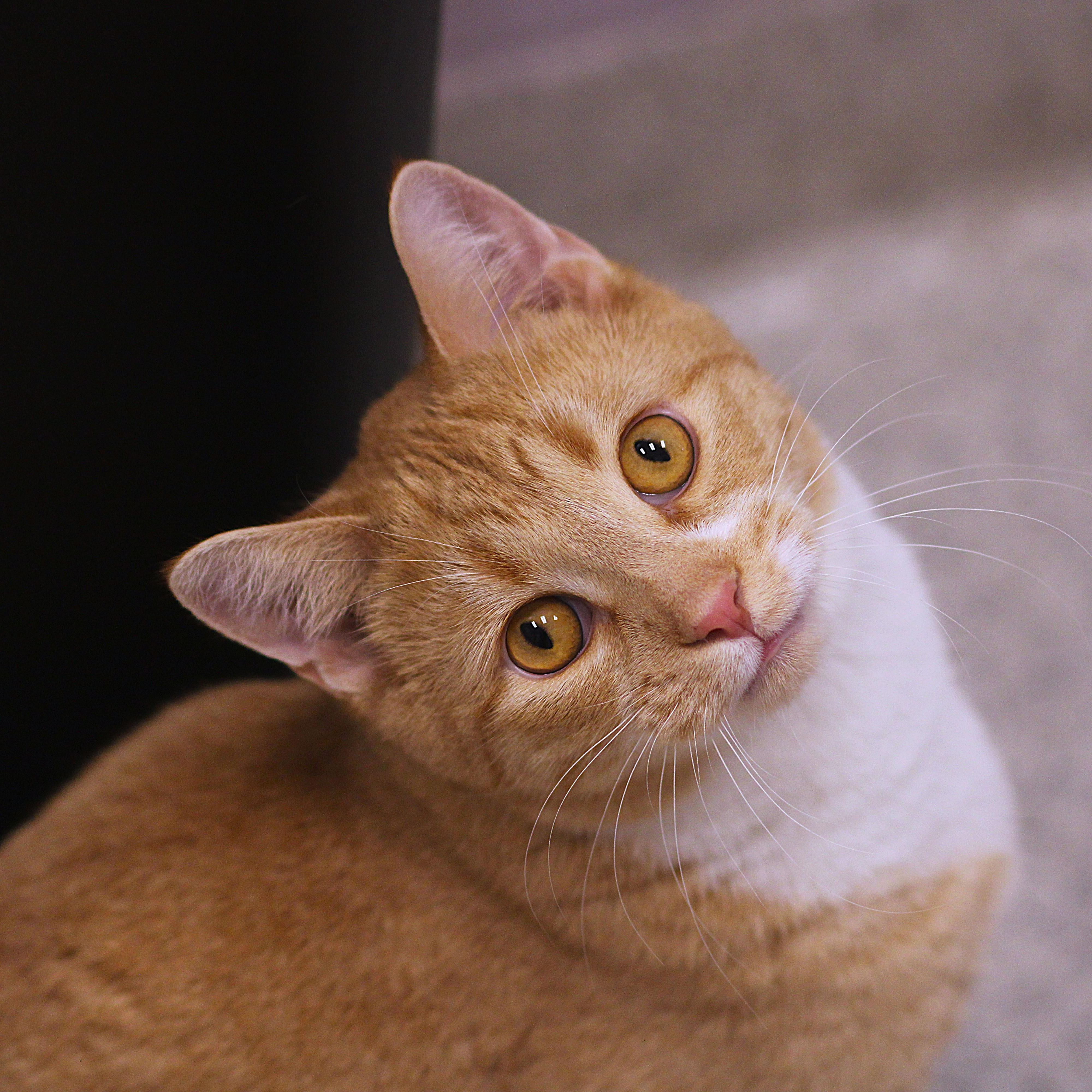 Enlarge Hokey Pokey, a ADOPTABLE Domestic Short Hair in Cooperstown, NY image 1/6