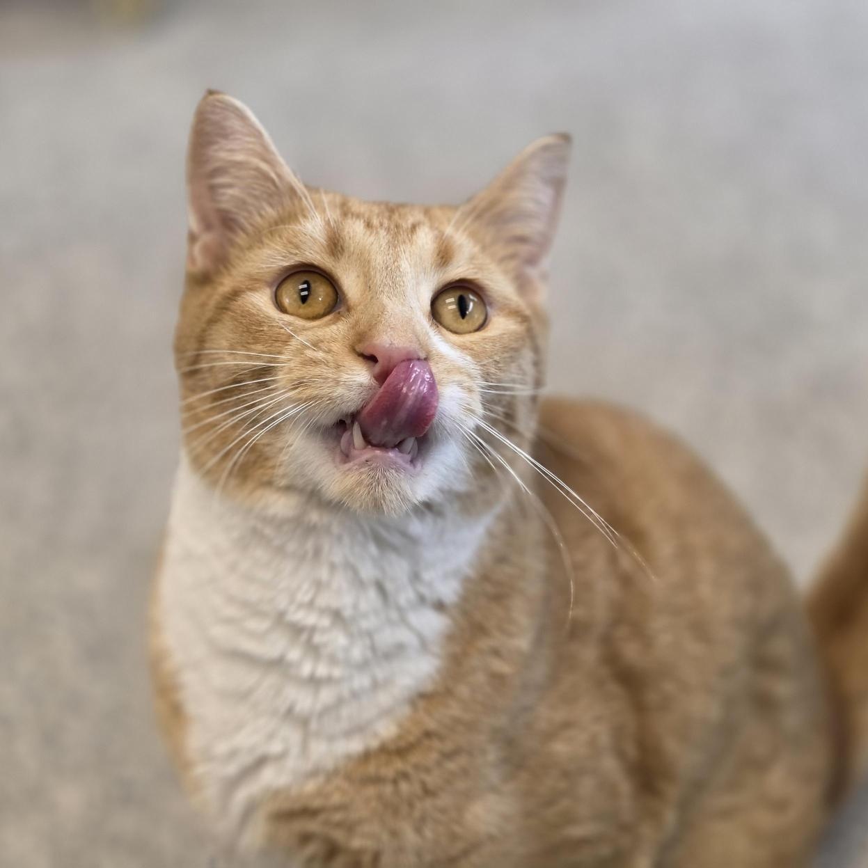 Hokey Pokey, a ADOPTABLE Domestic Short Hair in Cooperstown, NY image 3/5