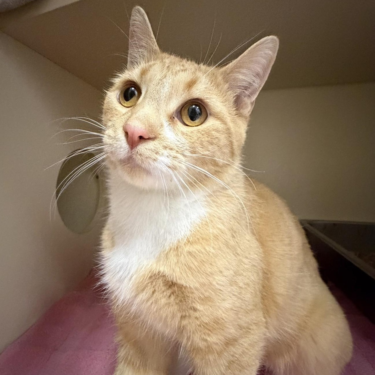 Hokey Pokey, ADOPTABLE, Adult Male Domestic Short Hair.