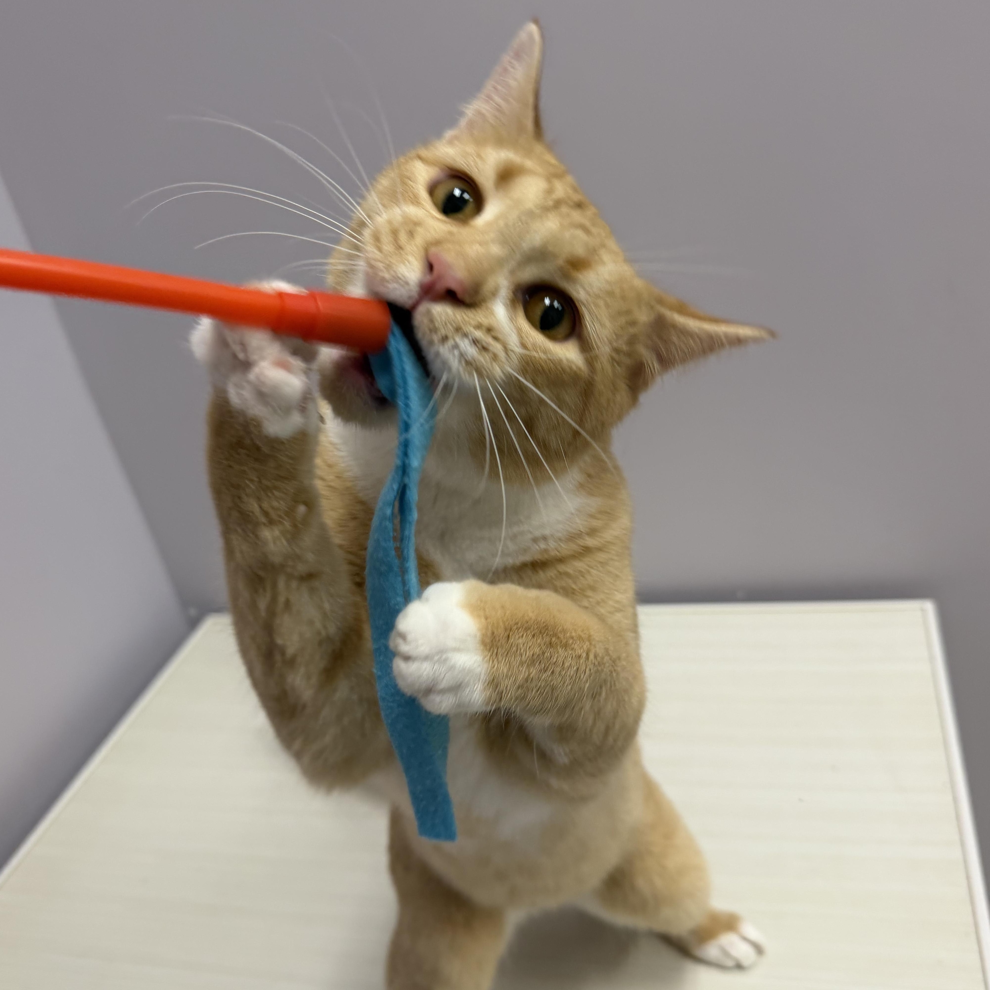 Enlarge Hokey Pokey, a ADOPTABLE Domestic Short Hair in Cooperstown, NY image 2/6