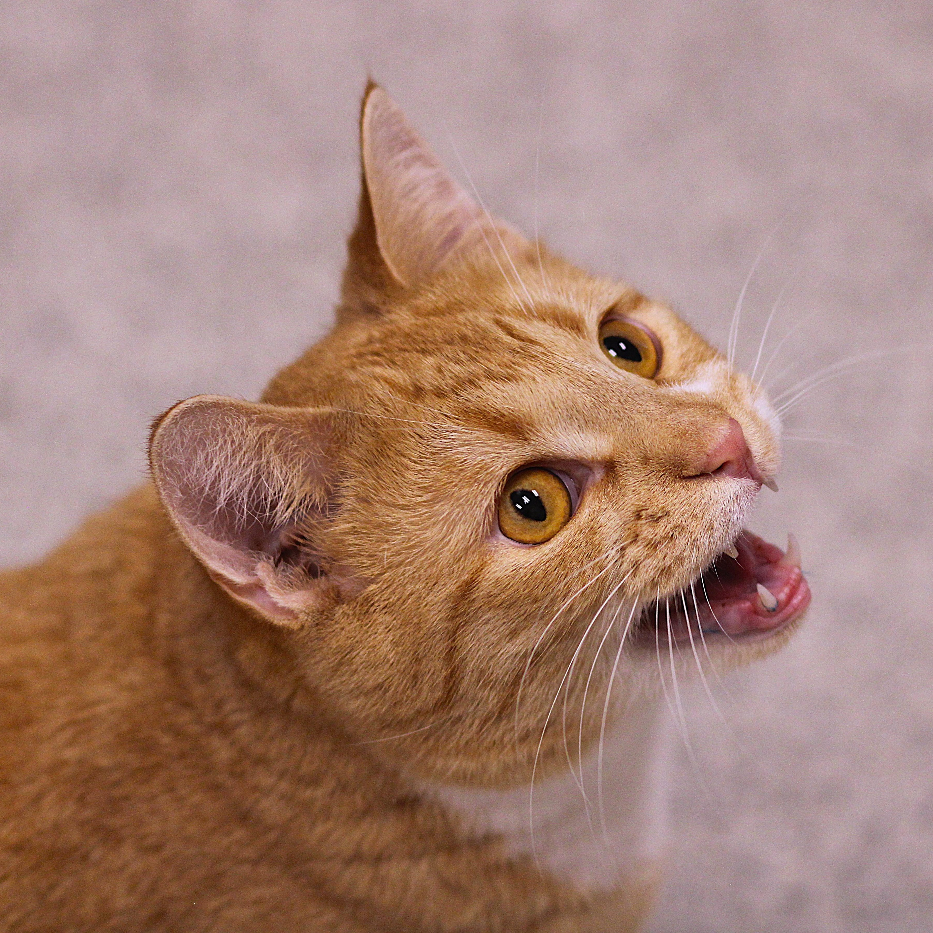 Enlarge Hokey Pokey, a ADOPTABLE Domestic Short Hair in Cooperstown, NY image 3/6