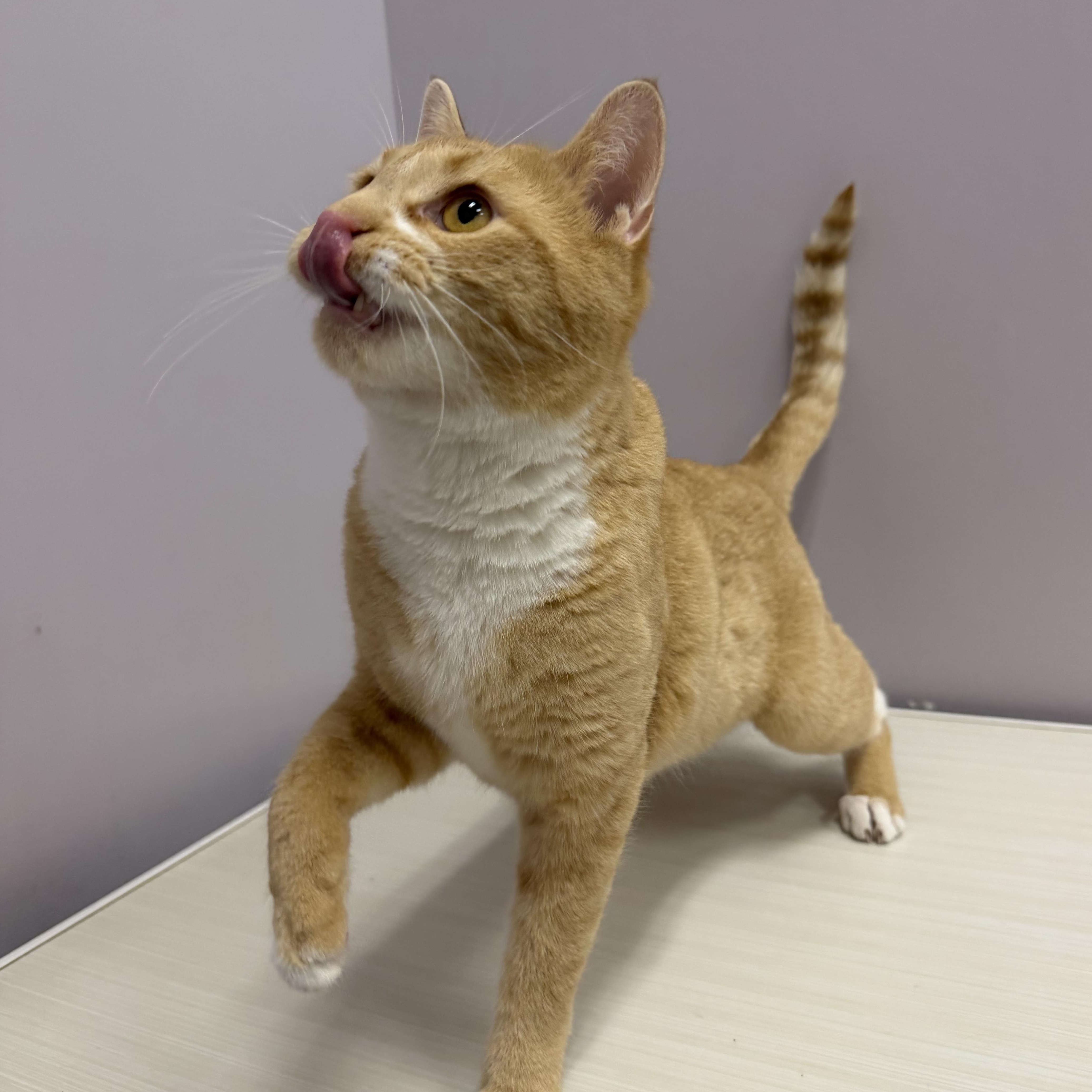 Enlarge Hokey Pokey, a ADOPTABLE Domestic Short Hair in Cooperstown, NY image 4/6