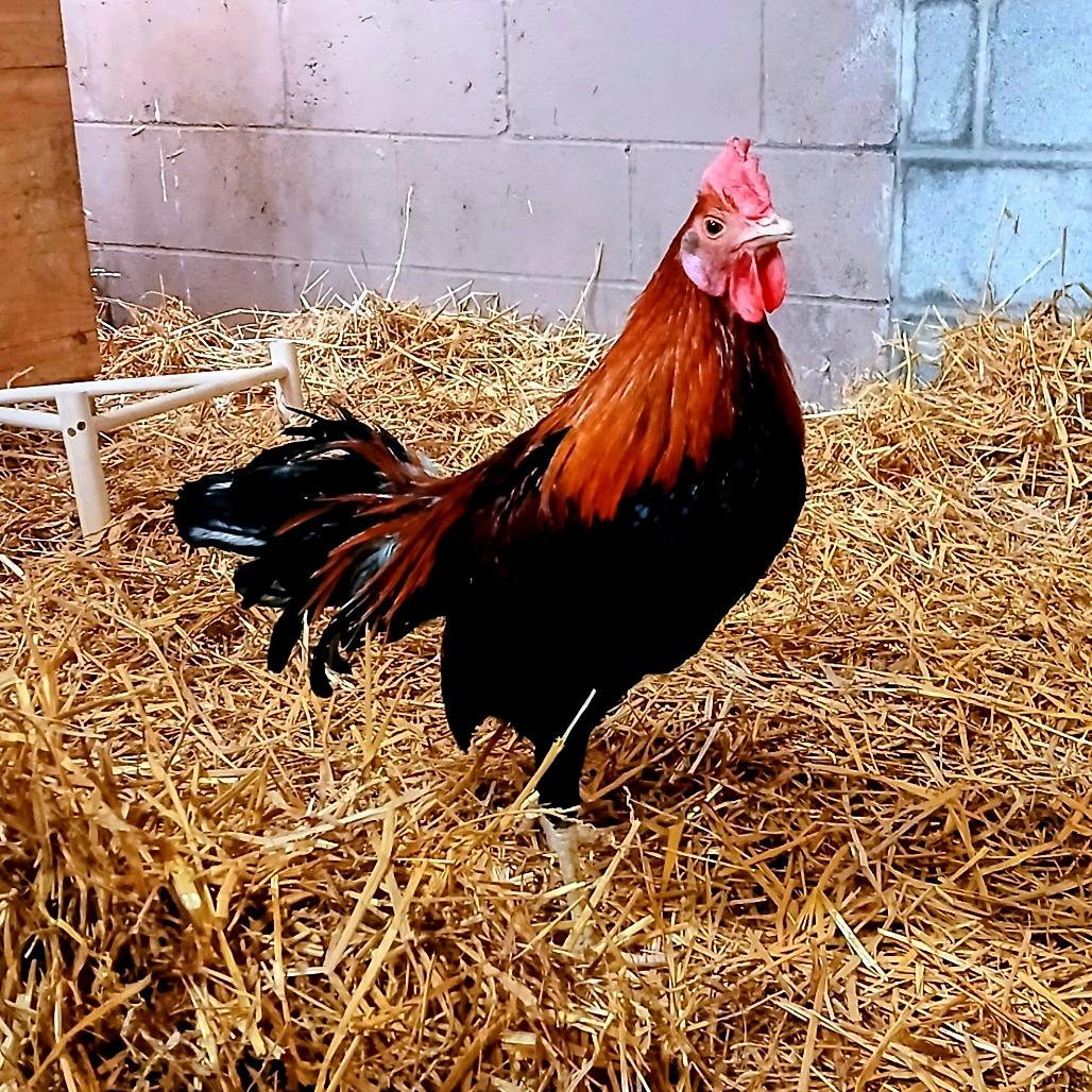 Enlarge HeiHei, a Adoptable Chicken in Fairport, NY image 1/2