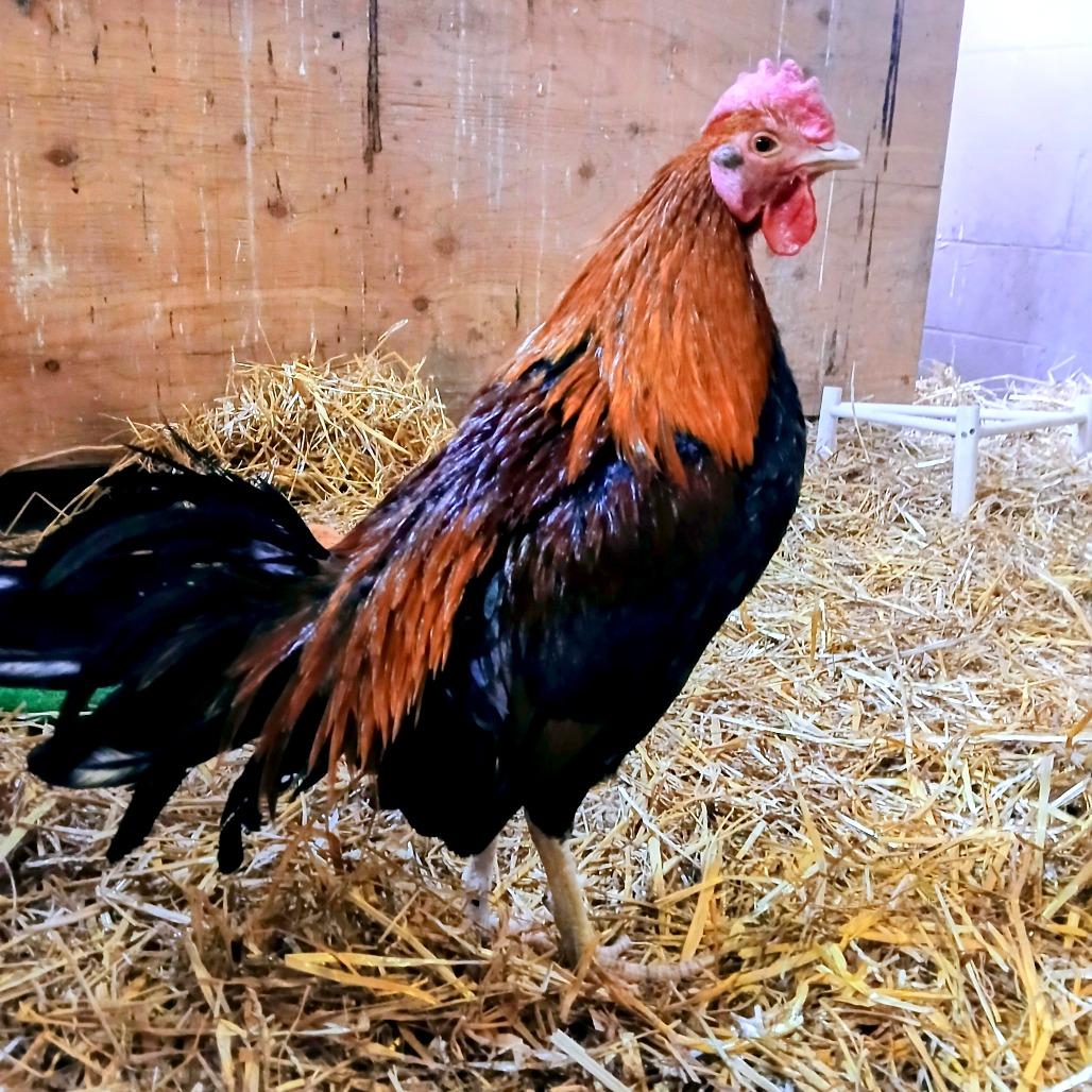 Enlarge HeiHei, a Adoptable Chicken in Fairport, NY image 2/2