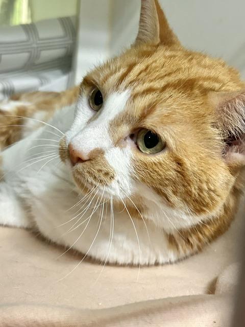 Oak (Senior Cat)** Sponsored Adoption Fee!, Adoptable, Adult Male Domestic Short Hair.
