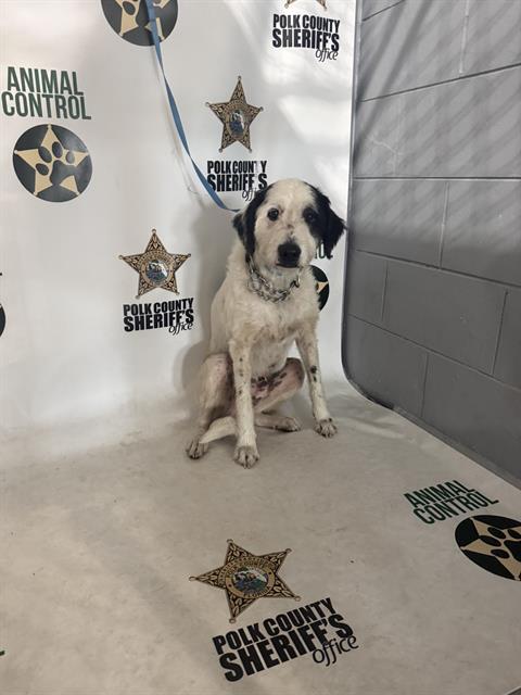 MR. PEABODY, Adoptable, Adult Male German Wirehaired Pointer & Mixed Breed.