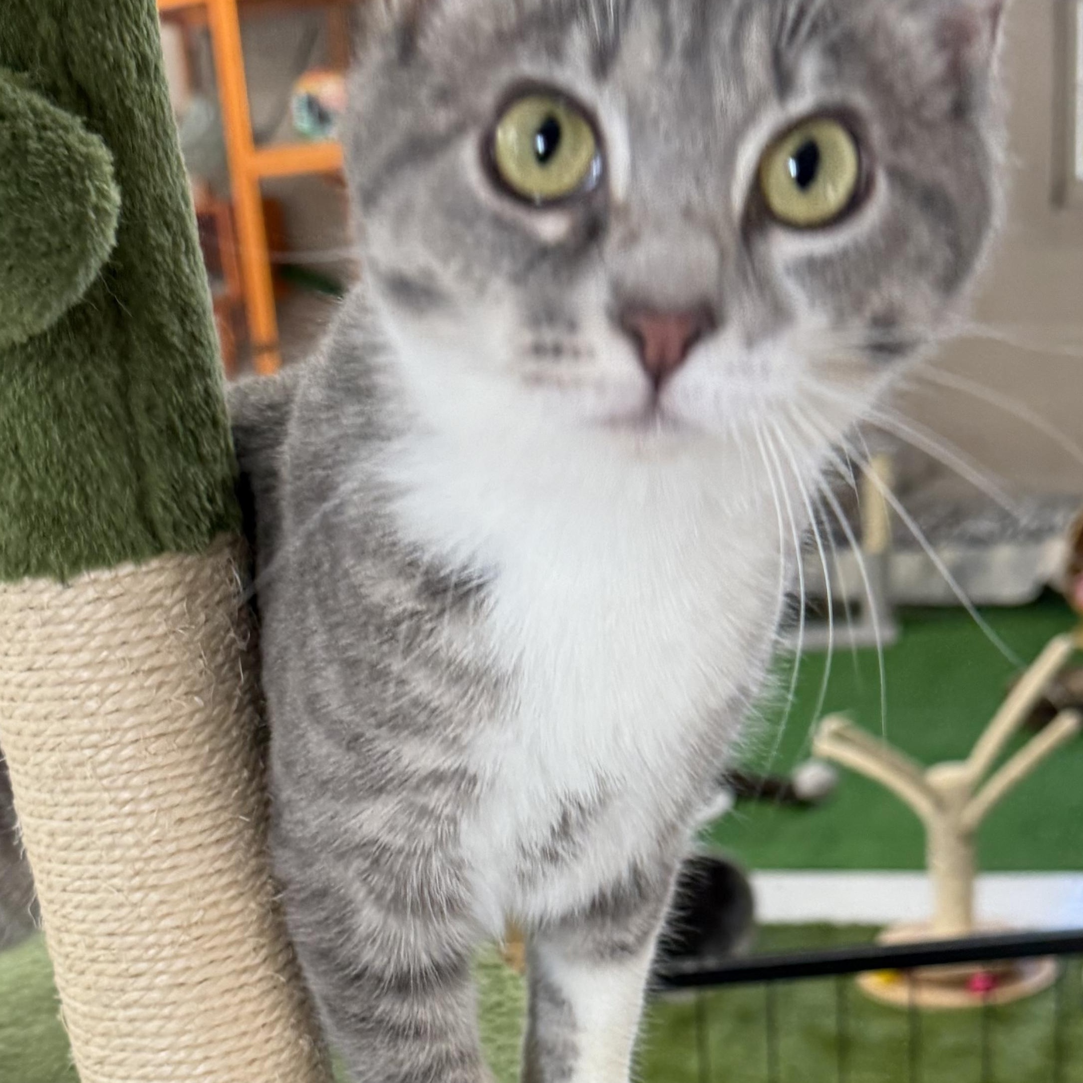 PawLa, an adoptable Domestic Short Hair in Lebanon, KY image 2/6