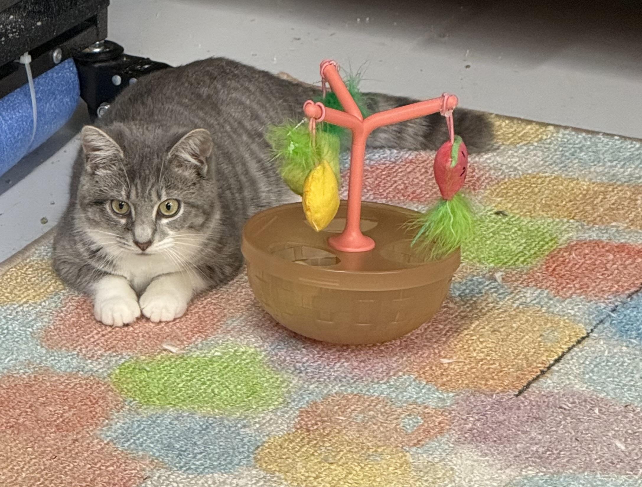 PawLa, an adoptable Domestic Short Hair in Lebanon, KY image 4/6