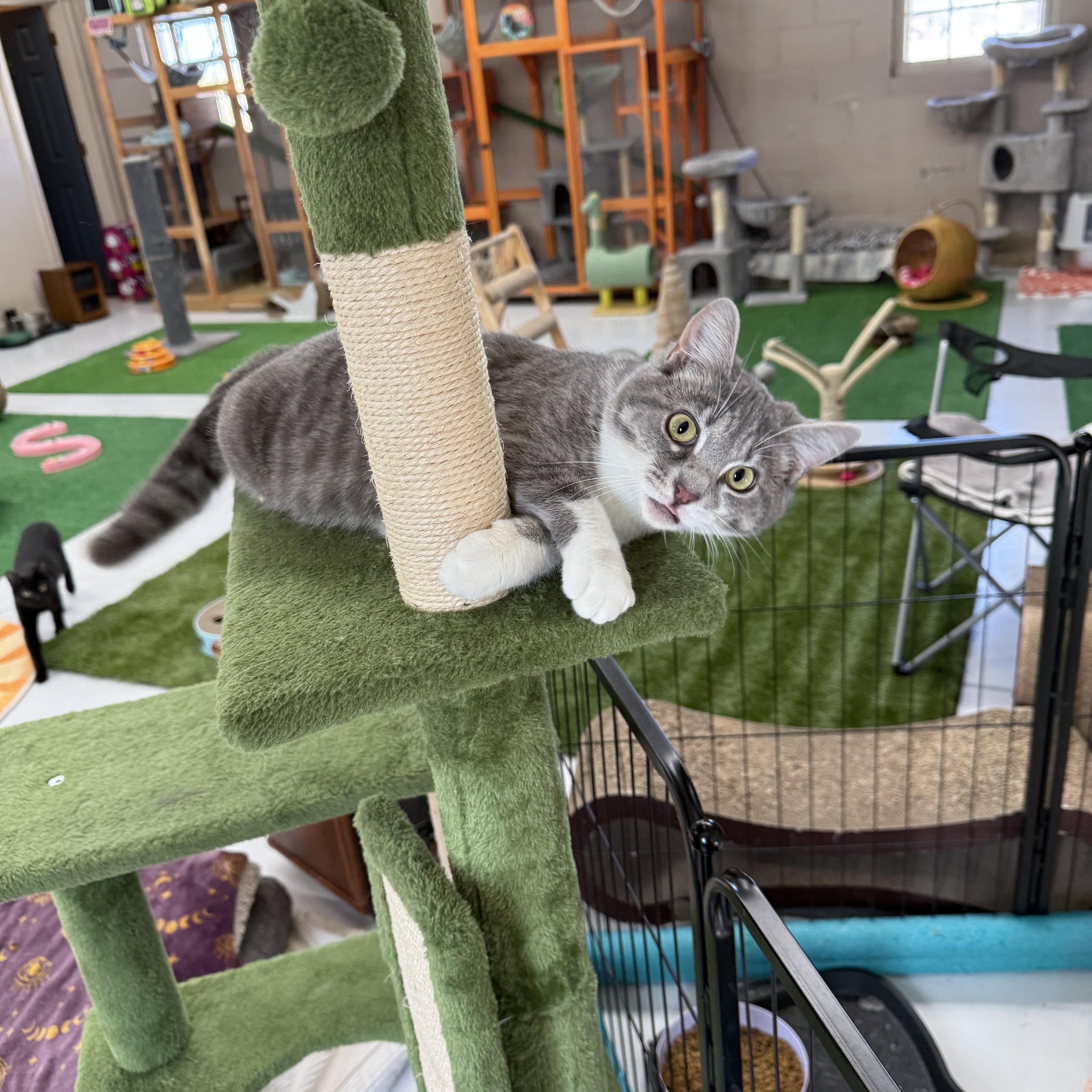 PawLa, adoptable, Young Female Domestic Short Hair.