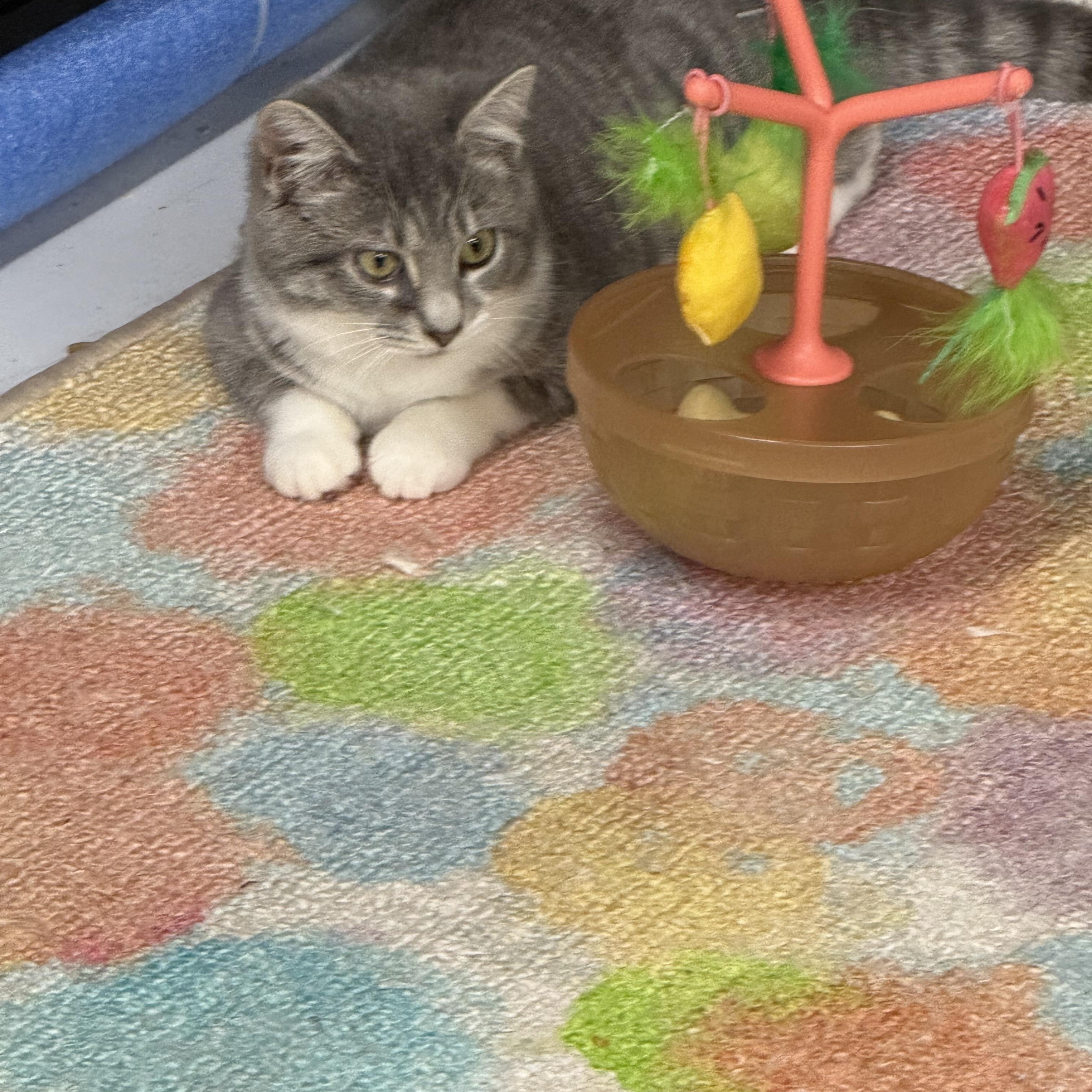 PawLa, an adoptable Domestic Short Hair in Lebanon, KY image 3/6