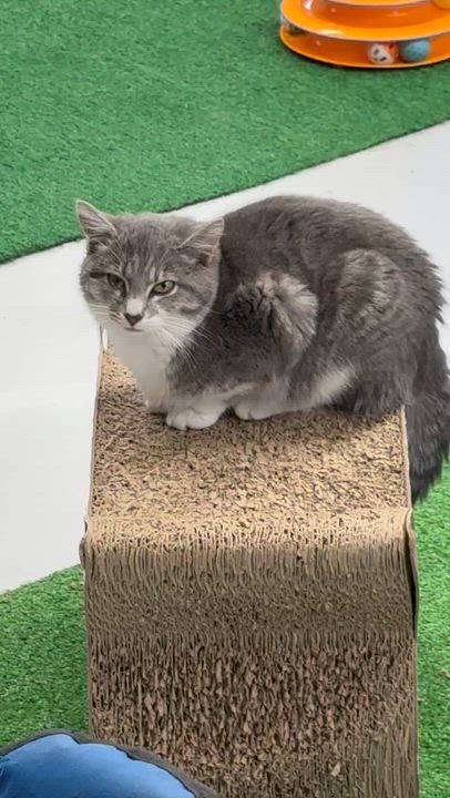 Enlarge PawLa, an adoptable Domestic Short Hair in Lebanon, KY video 5/6