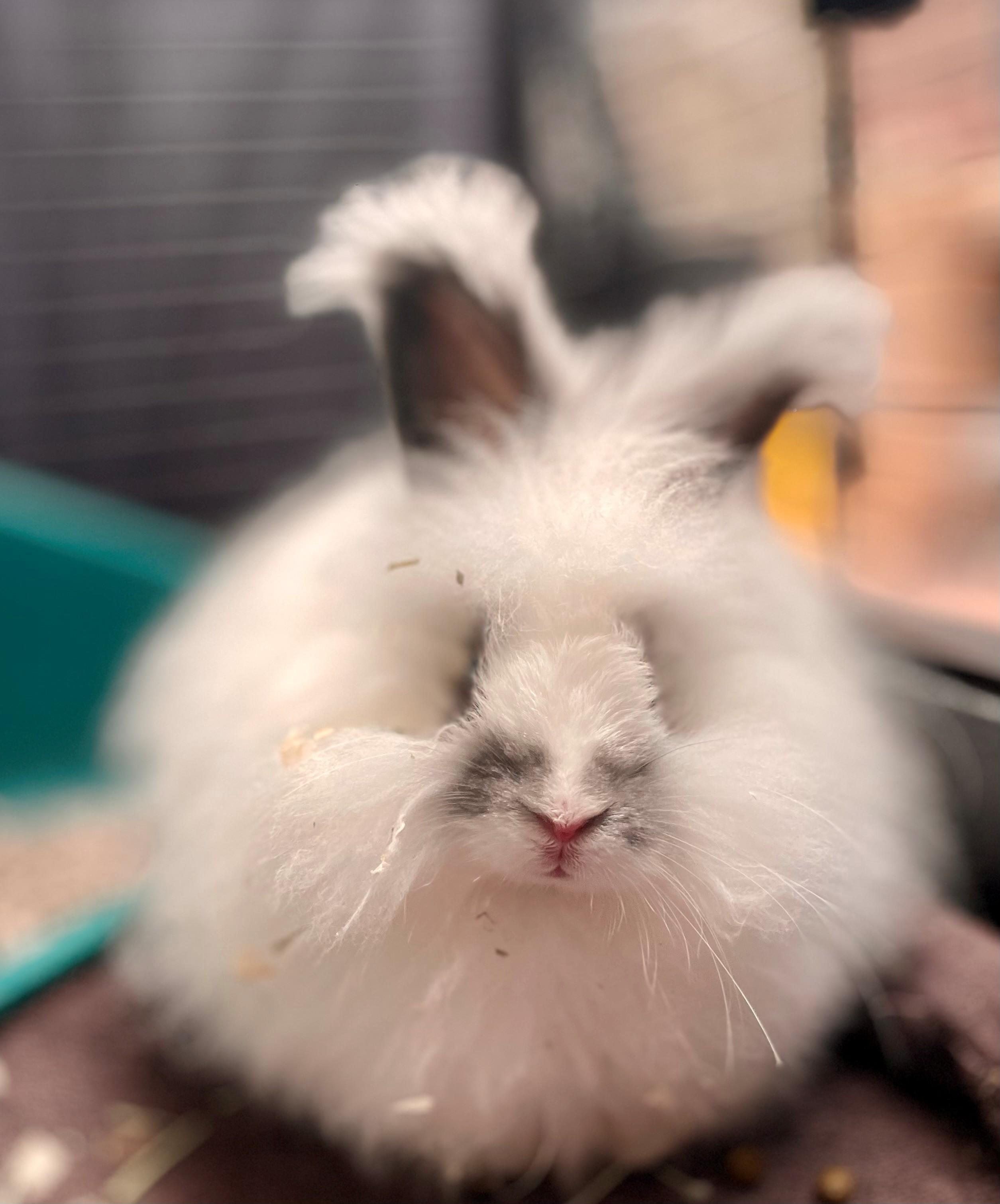 Gamble, Adoptable, Adult Male Angora Rabbit.