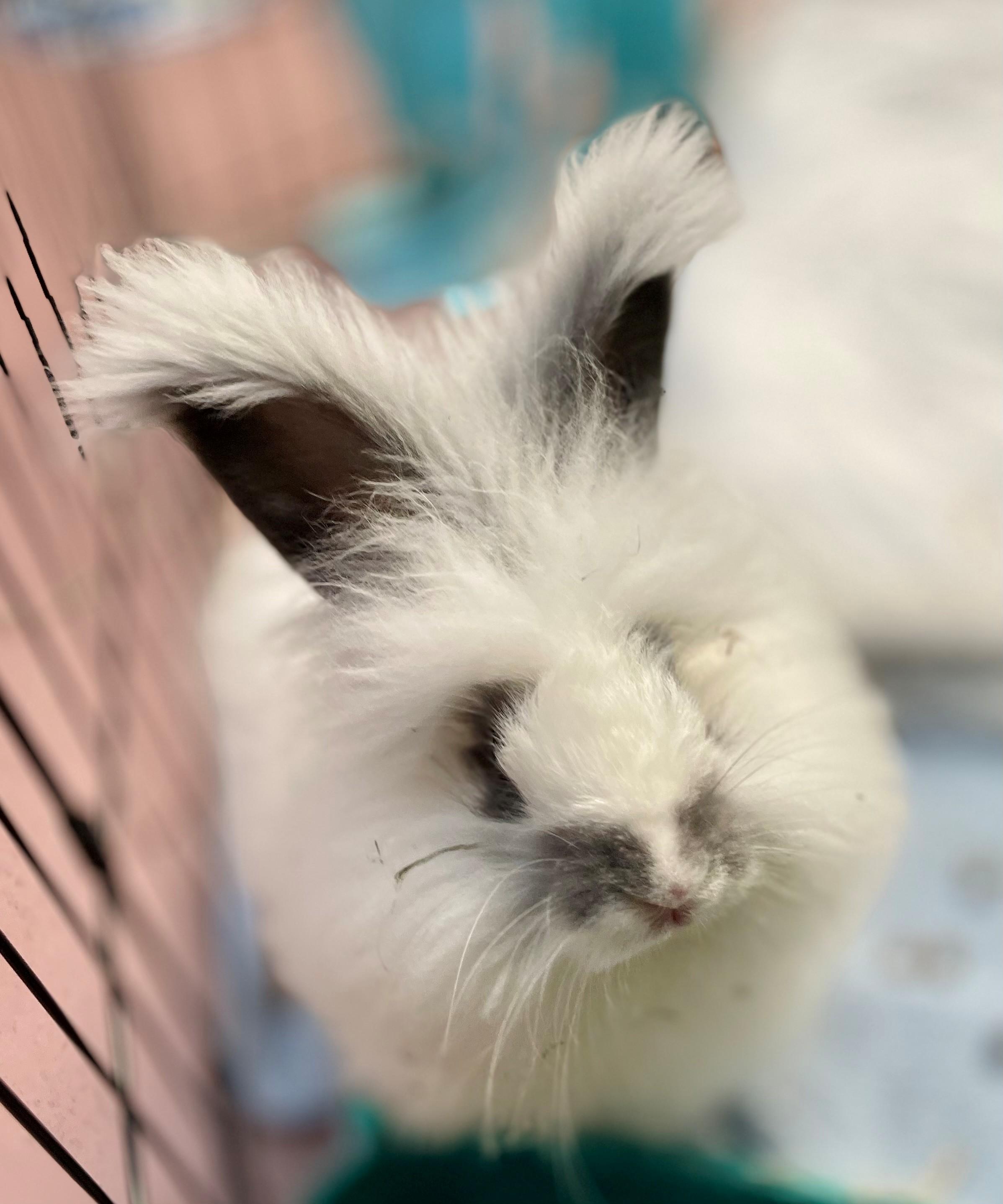 Enlarge Gamble, a Adoptable mixed breed in Hamilton, ON image 2/5