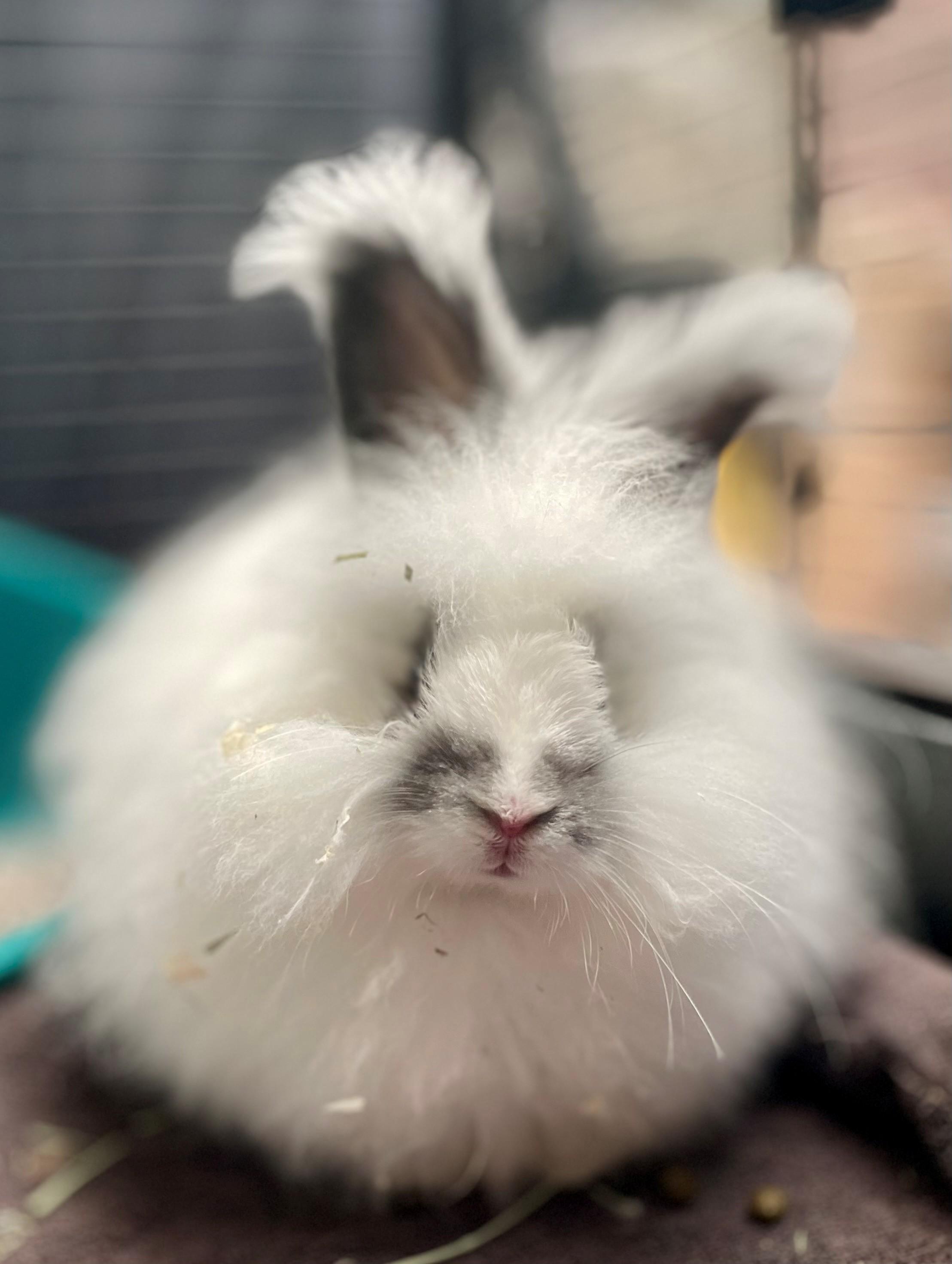 Enlarge Gamble, a Adoptable mixed breed in Hamilton, ON image 3/5