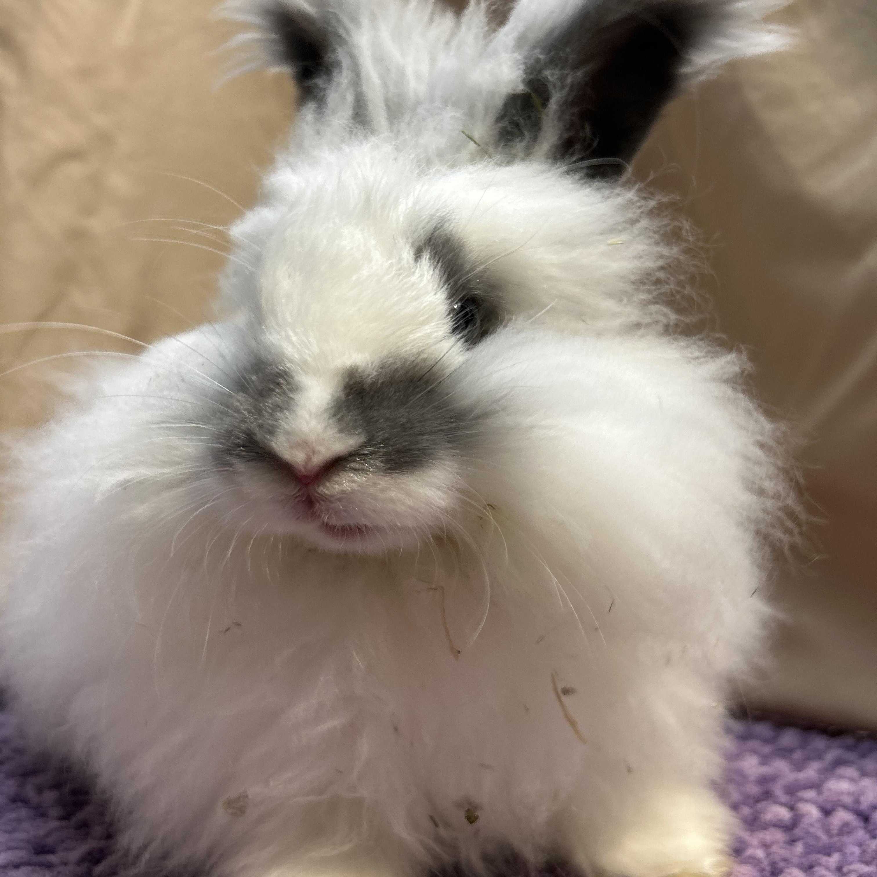 Enlarge Gamble, a Adoptable mixed breed in Hamilton, ON image 4/5