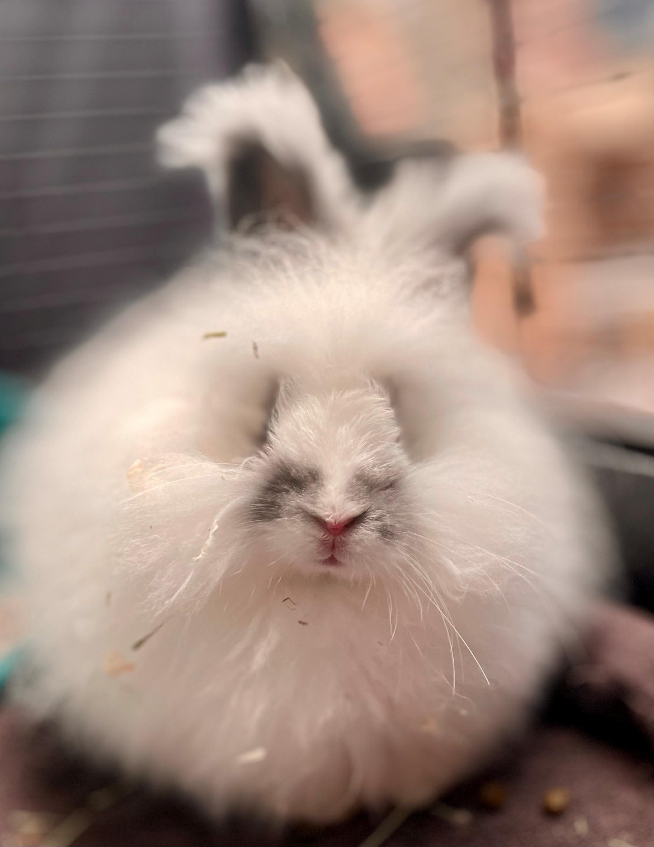 Enlarge Gamble, a Adoptable mixed breed in Hamilton, ON image 5/5