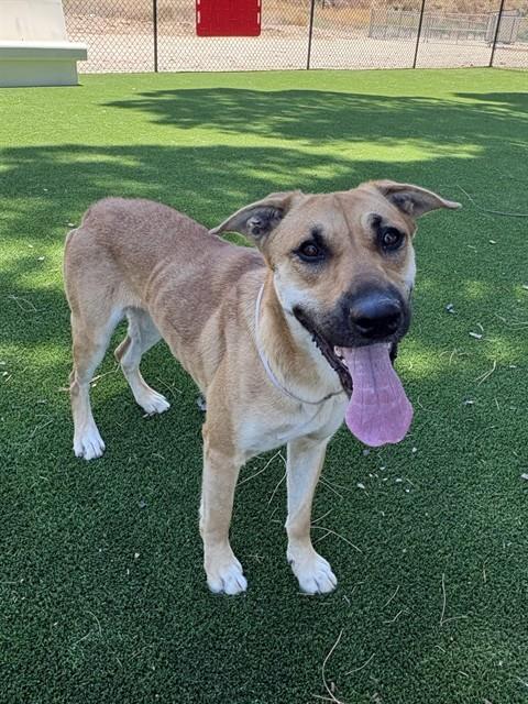 LOTTIE, Adoptable, Adult Female German Shepherd Dog & Mixed Breed.