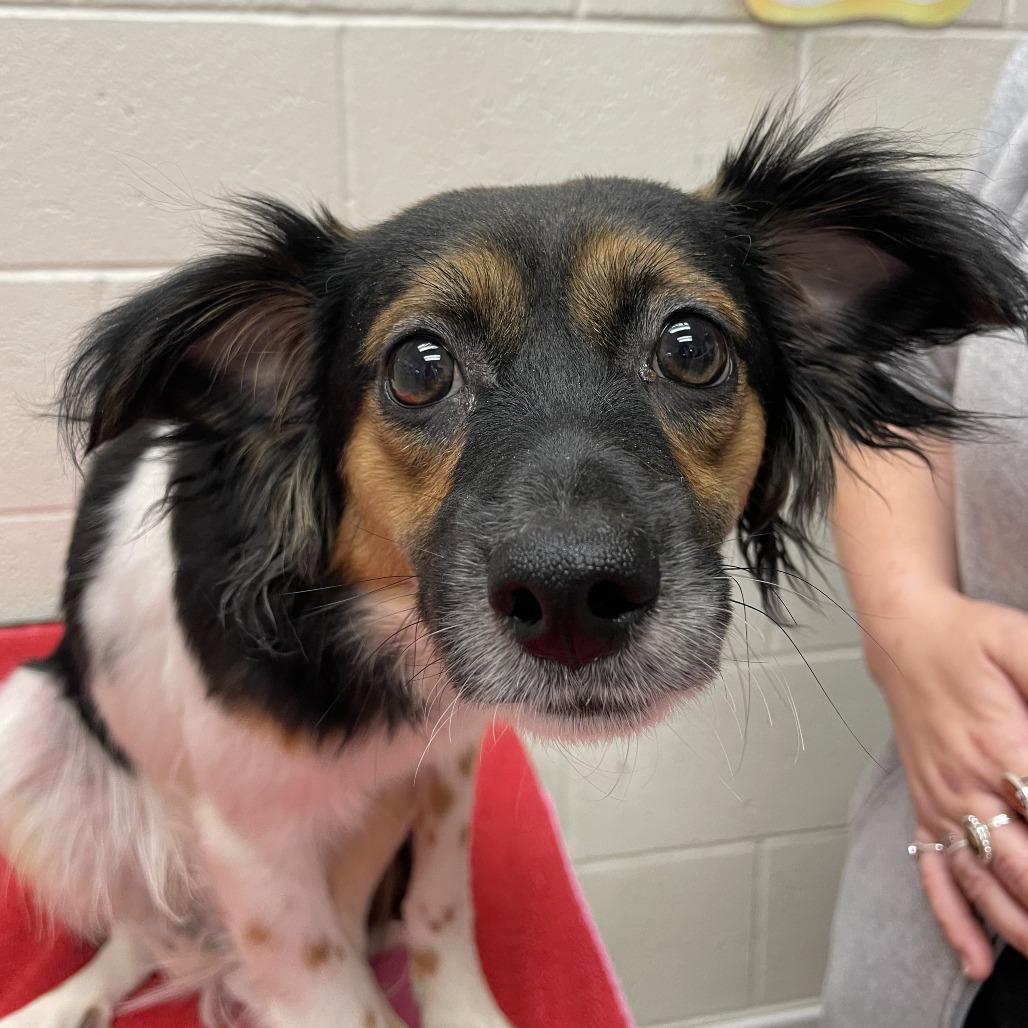 Raider, Adoptable, Young Male Mixed Breed.