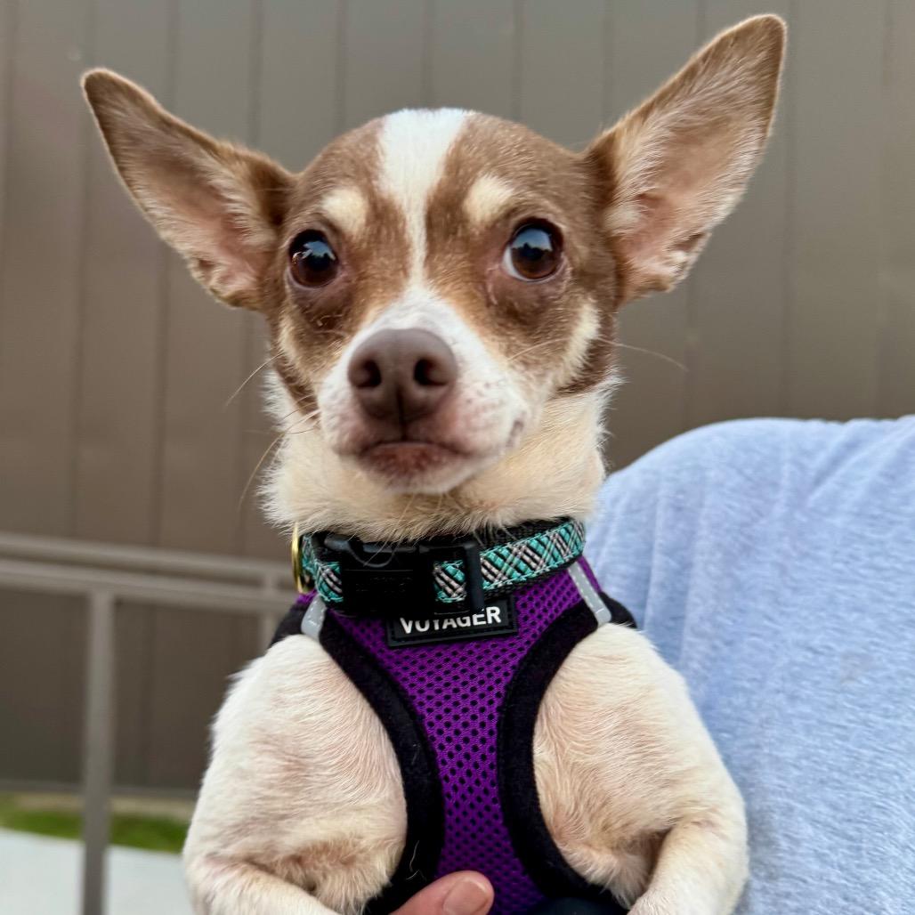 Trudy Lee, Adoptable, Adult Female Chihuahua.