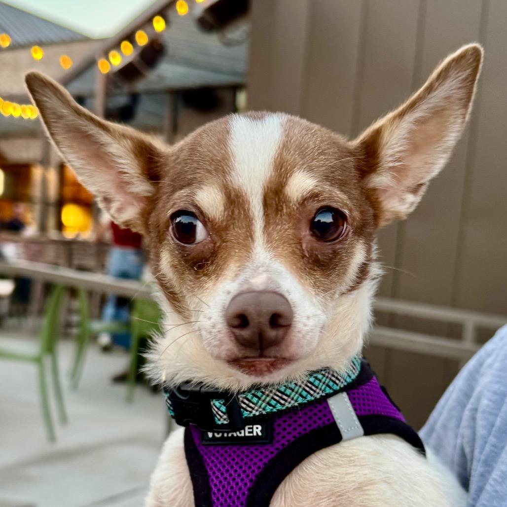 Trudy Lee, a Adoptable Chihuahua in Little Rock, AR image 2/5