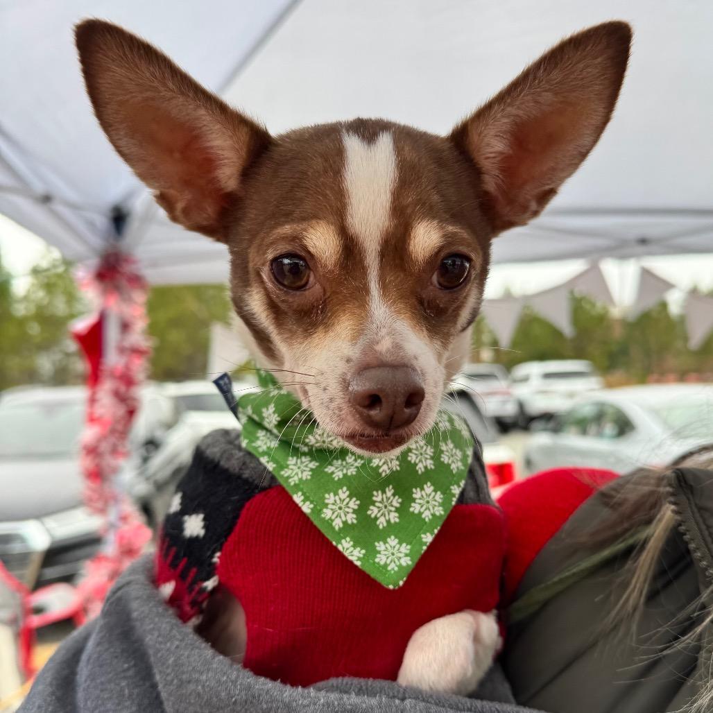 Trudy Lee, Adoptable, Adult Female Chihuahua.