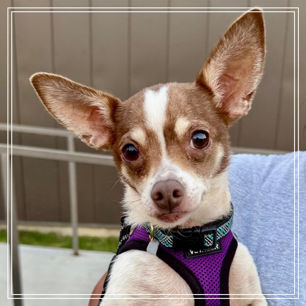 Enlarge Trudy Lee, a Adoptable Chihuahua in Little Rock, AR image 1/1