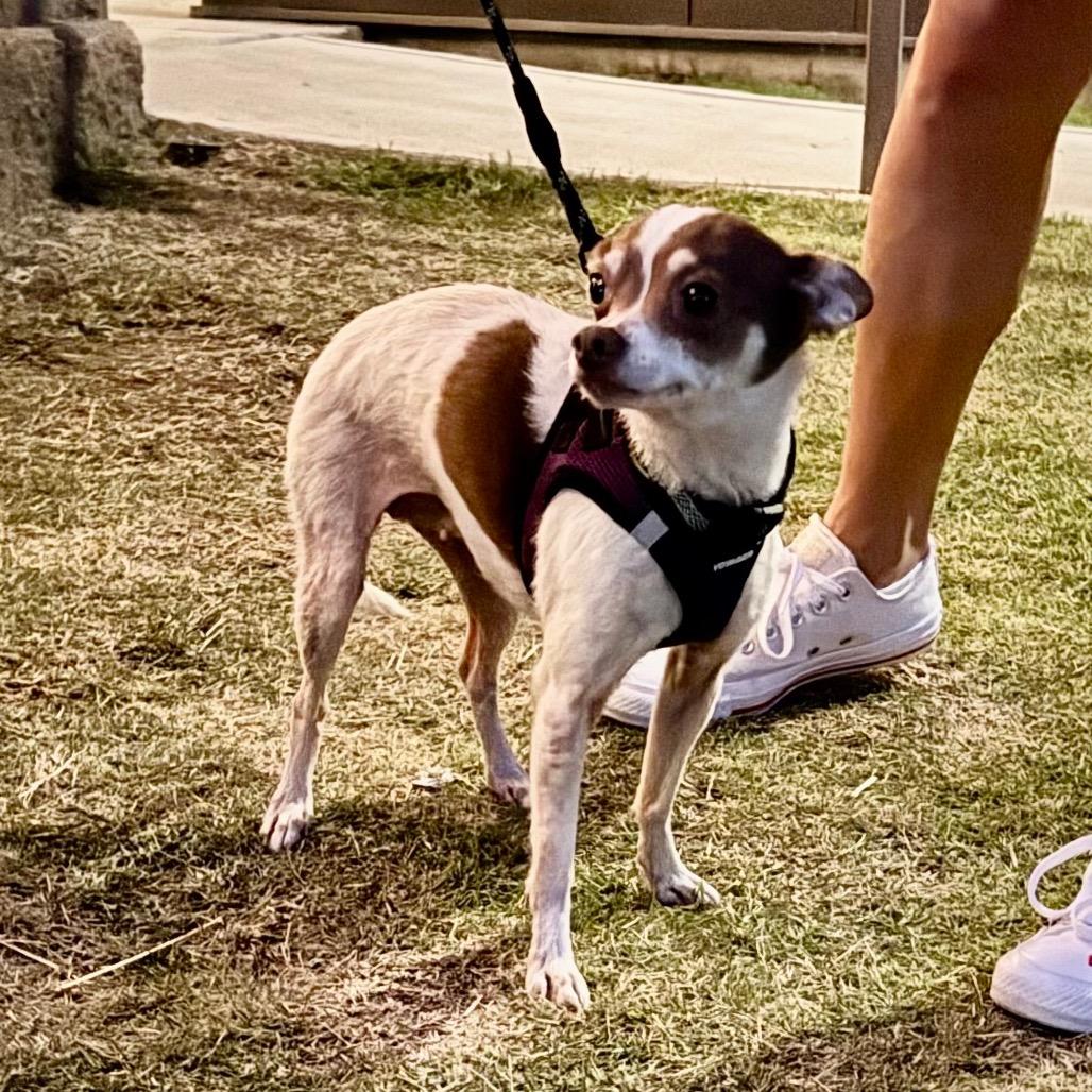 Trudy Lee, a Adoptable Chihuahua in Little Rock, AR image 3/5