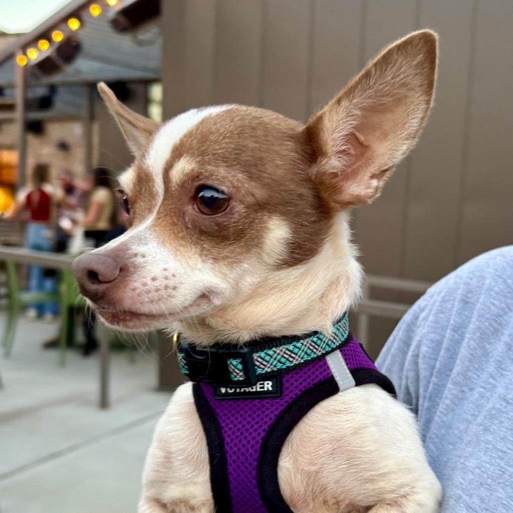 Trudy Lee, a Adoptable Chihuahua in Little Rock, AR image 4/5