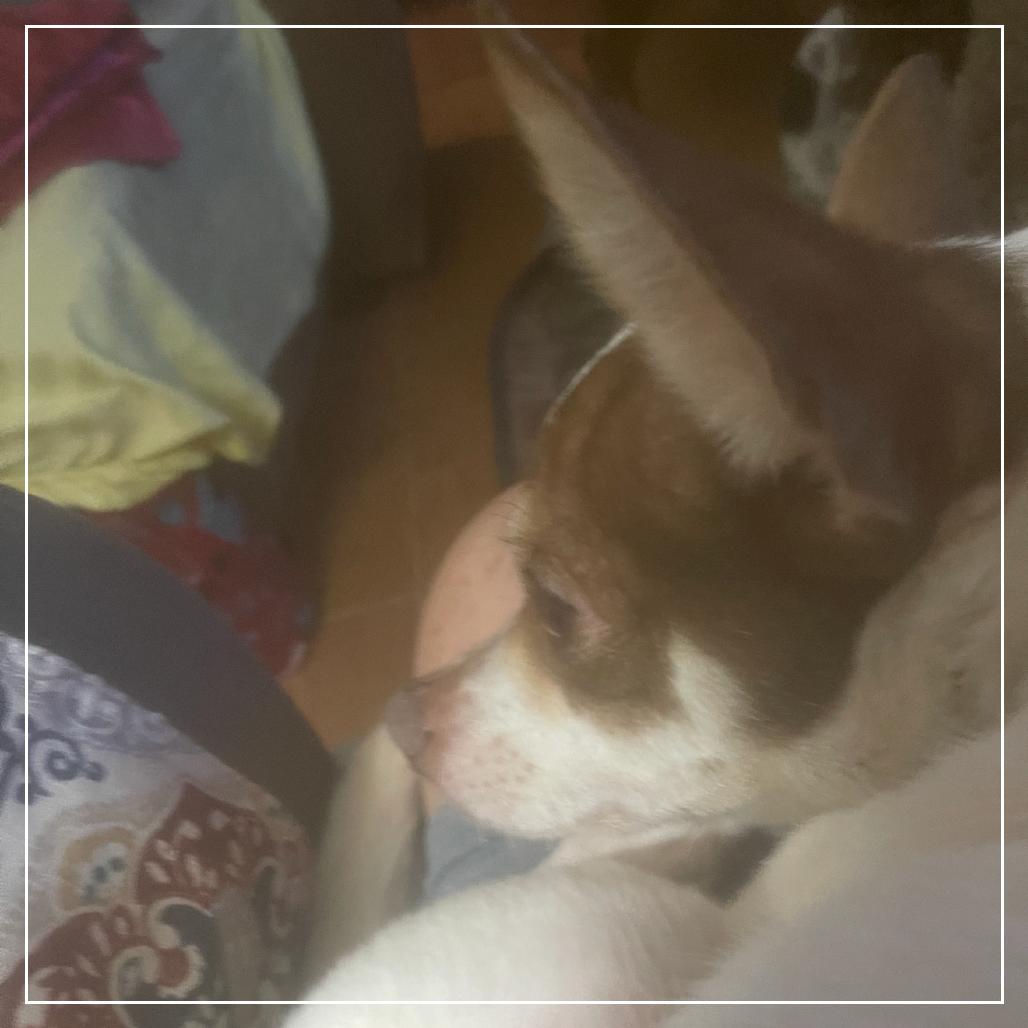 Trudy Lee, a Adoptable Chihuahua in Little Rock, AR image 5/5