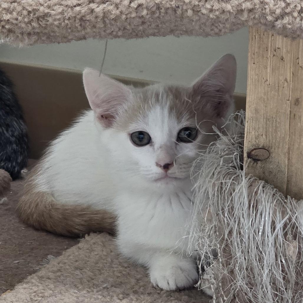 Enlarge Butters, a Adoptable Domestic Short Hair in Midland, TX image 1/1