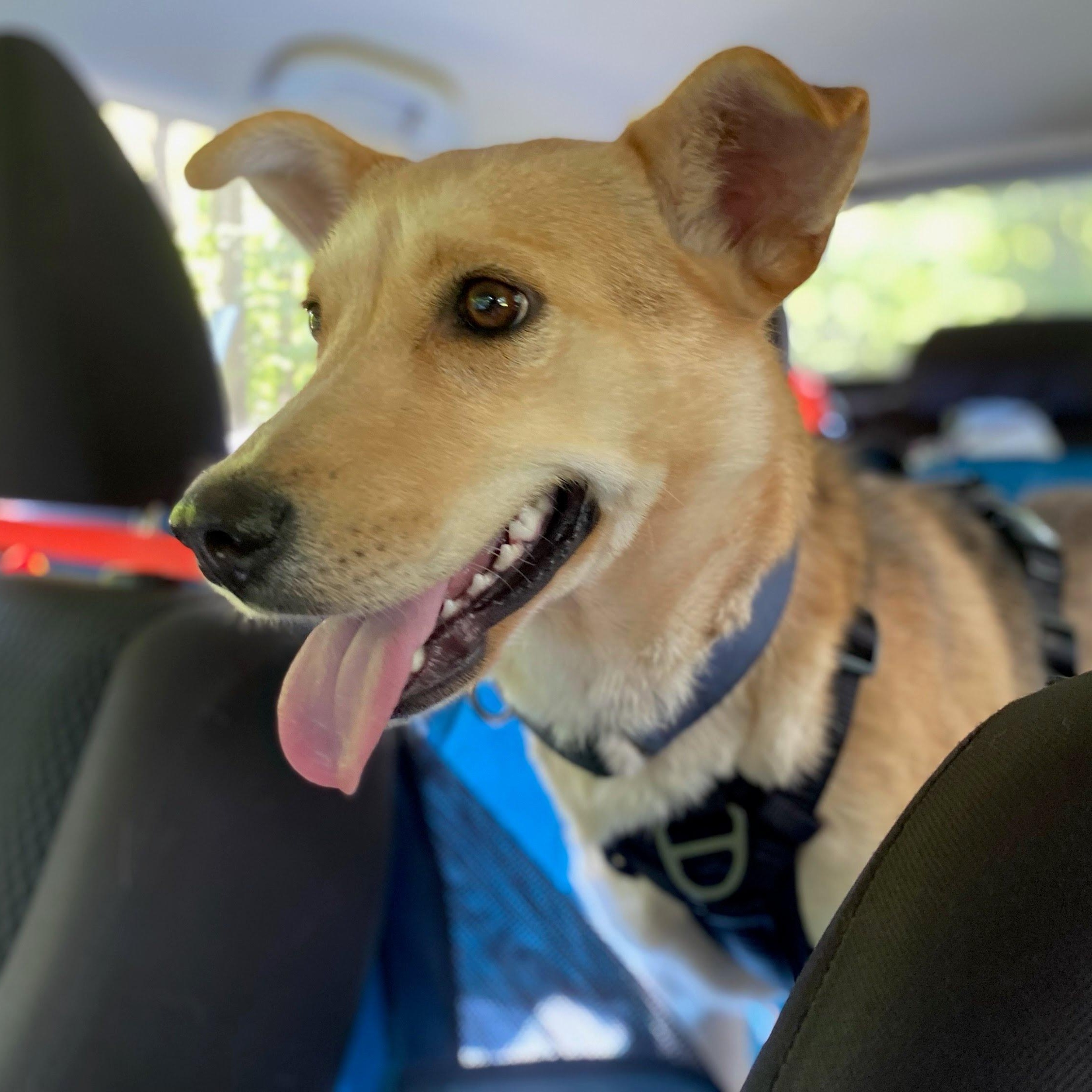 Peanut (Courtesy Post), a Adoptable mixed breed in Oswego, NY image 2/5