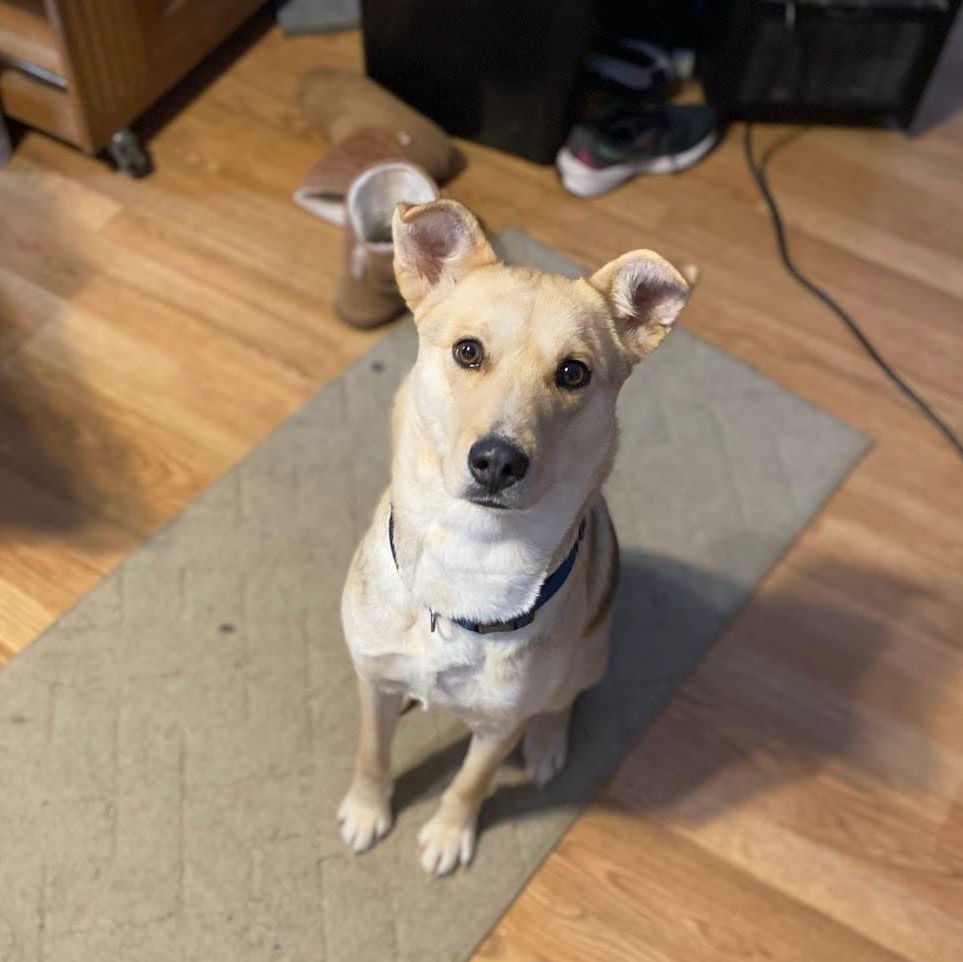 Peanut (Courtesy Post), a Adoptable mixed breed in Oswego, NY image 3/5