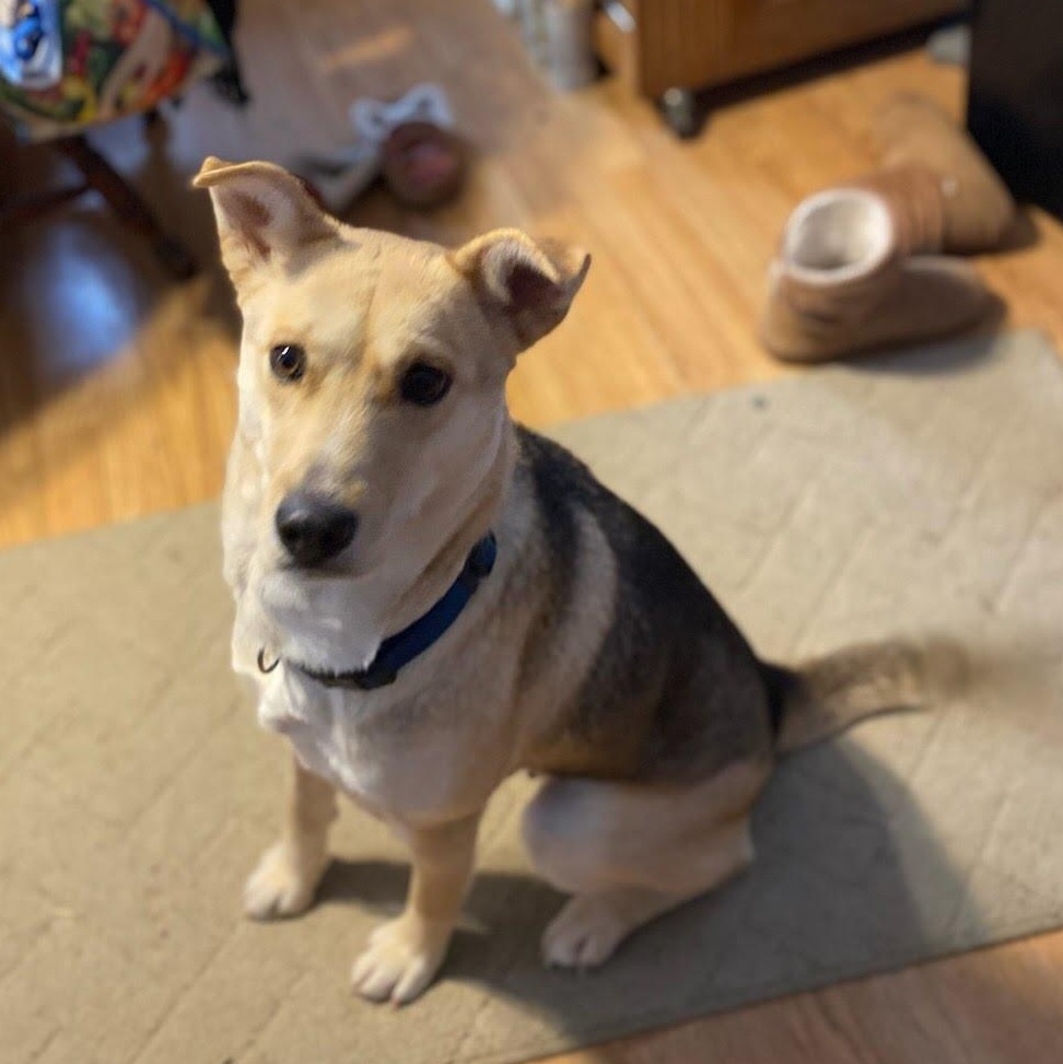 Peanut (Courtesy Post), a Adoptable mixed breed in Oswego, NY image 4/5