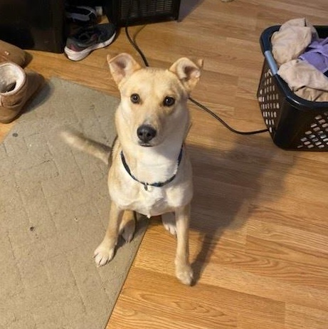 Peanut (Courtesy Post), a Adoptable mixed breed in Oswego, NY image 5/5