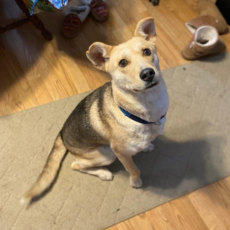 Peanut (Courtesy Post), a Adoptable mixed breed in Oswego, NY image 1/5