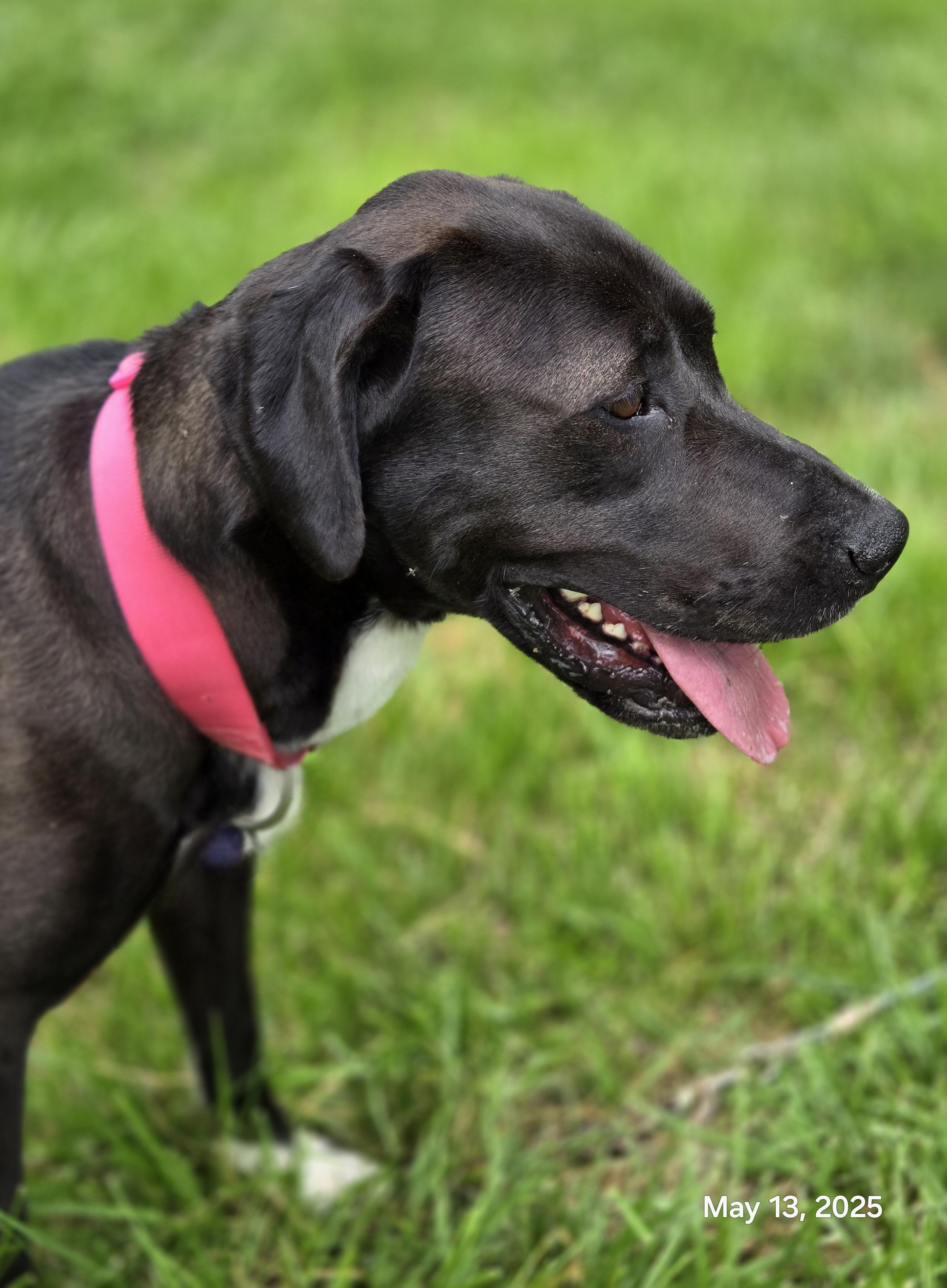 Dottie, Young Female Great Dane