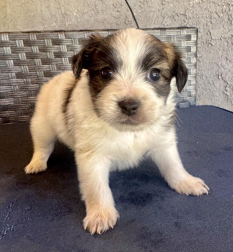 Enlarge Earl, a Adoptable mixed breed in Valley Village, CA image 1/6