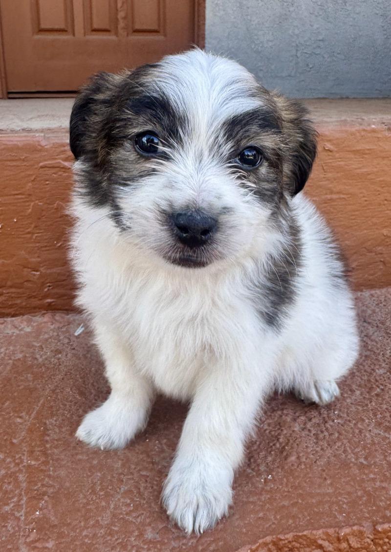 Enlarge Earl, a Adoptable mixed breed in Valley Village, CA image 2/6