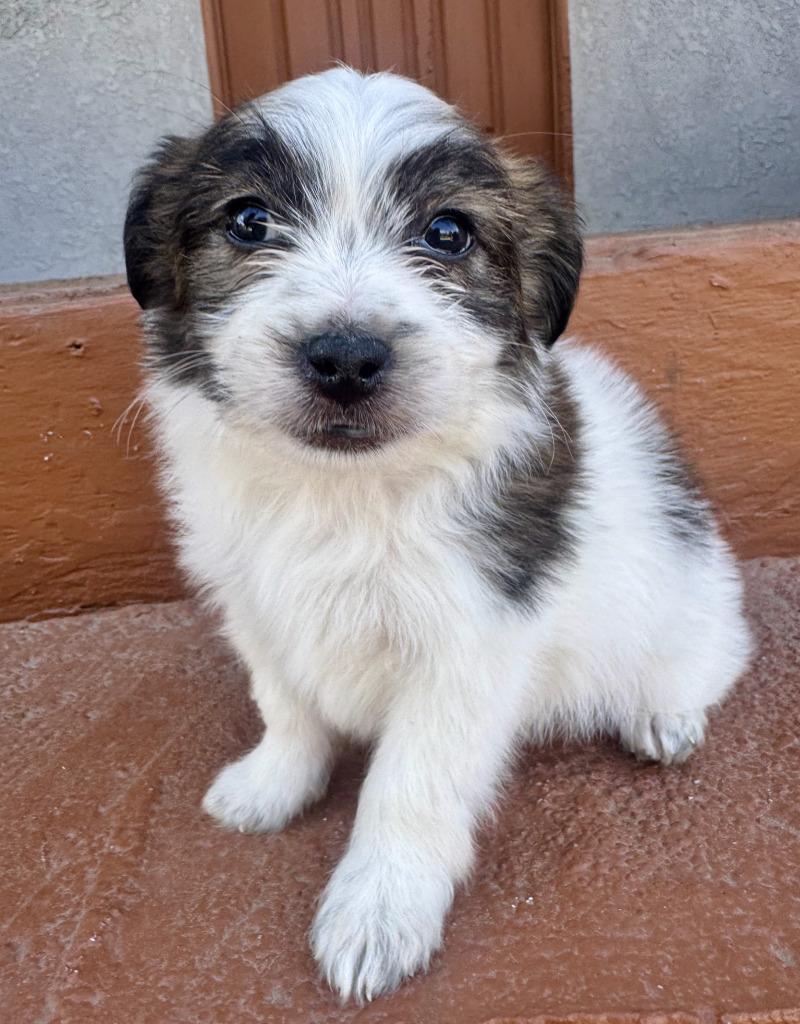 Enlarge Earl, a Adoptable mixed breed in Valley Village, CA image 3/6