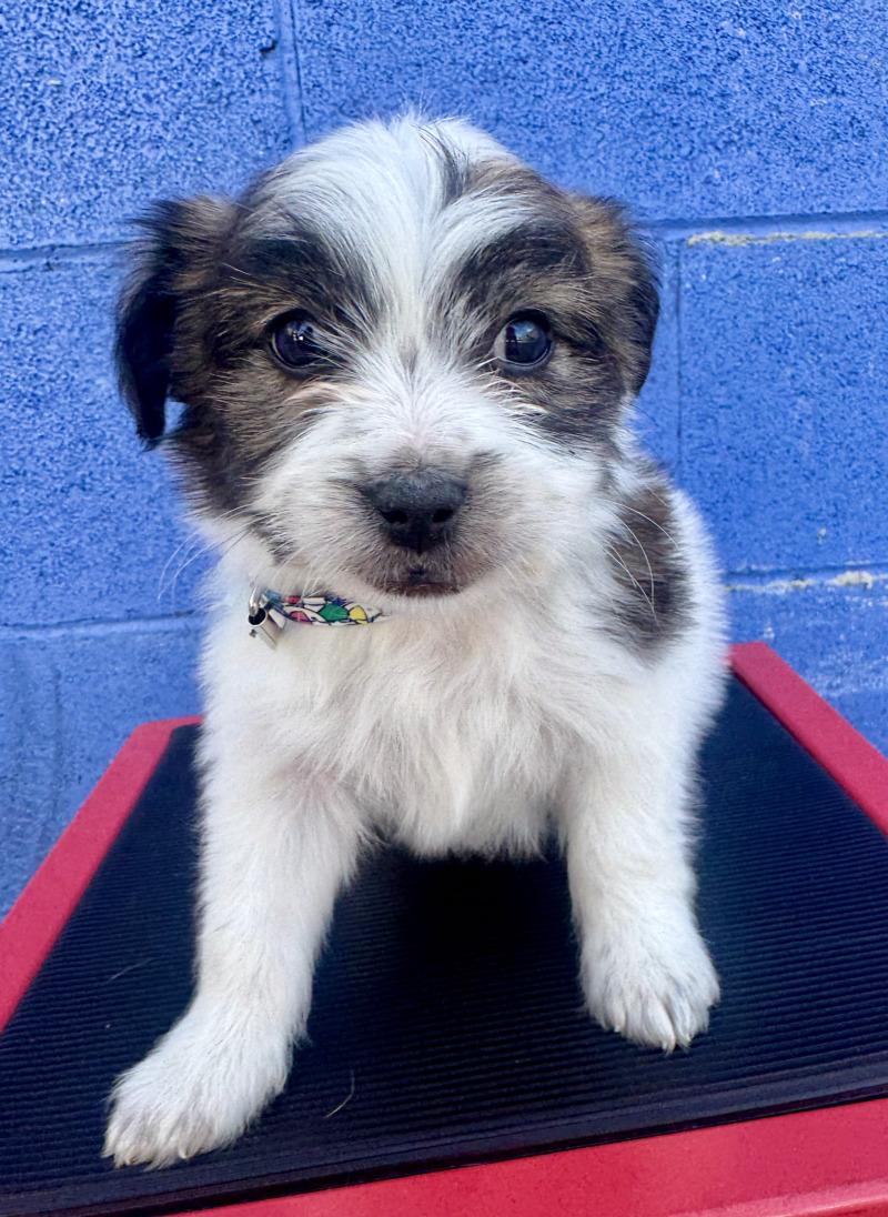 Enlarge Earl, a Adoptable mixed breed in Valley Village, CA image 4/6