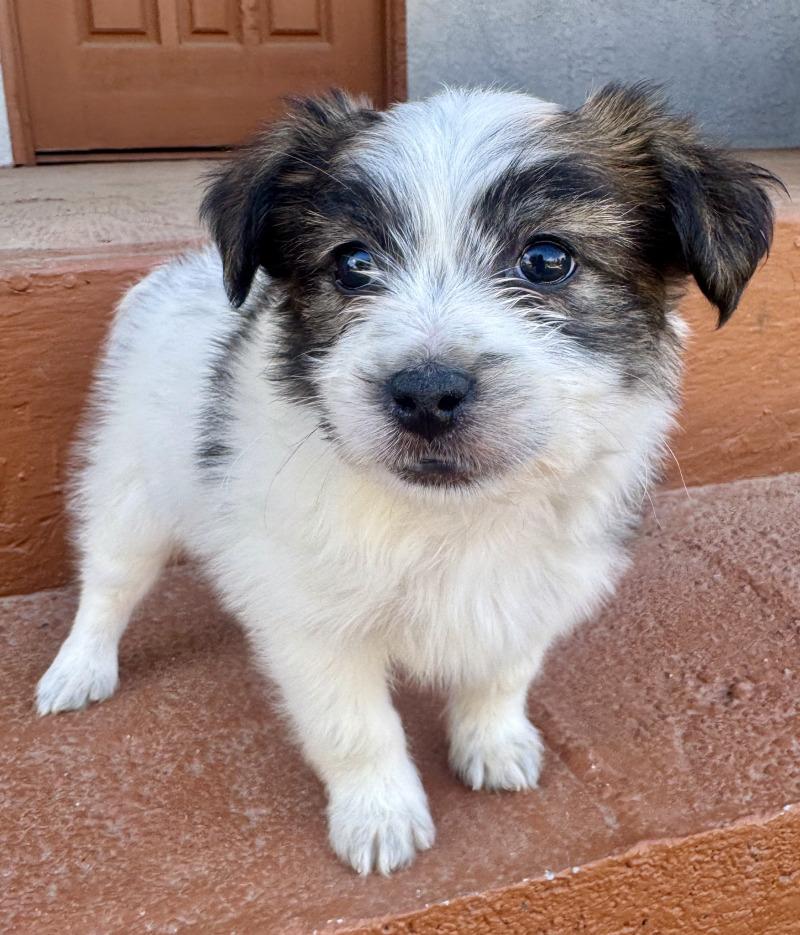 Enlarge Earl, a Adoptable mixed breed in Valley Village, CA image 5/6