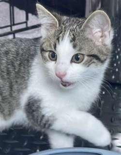 Belle, ADOPTABLE, Kitten Female Domestic Short Hair.