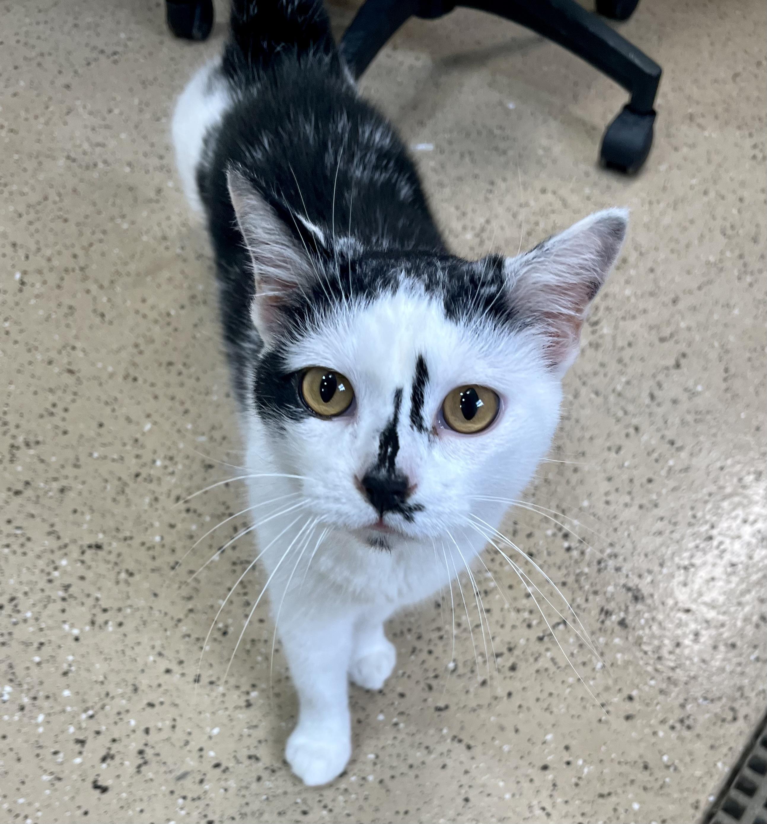 Enlarge JoJo, a Adoptable Domestic Short Hair in Seville, OH image 1/2