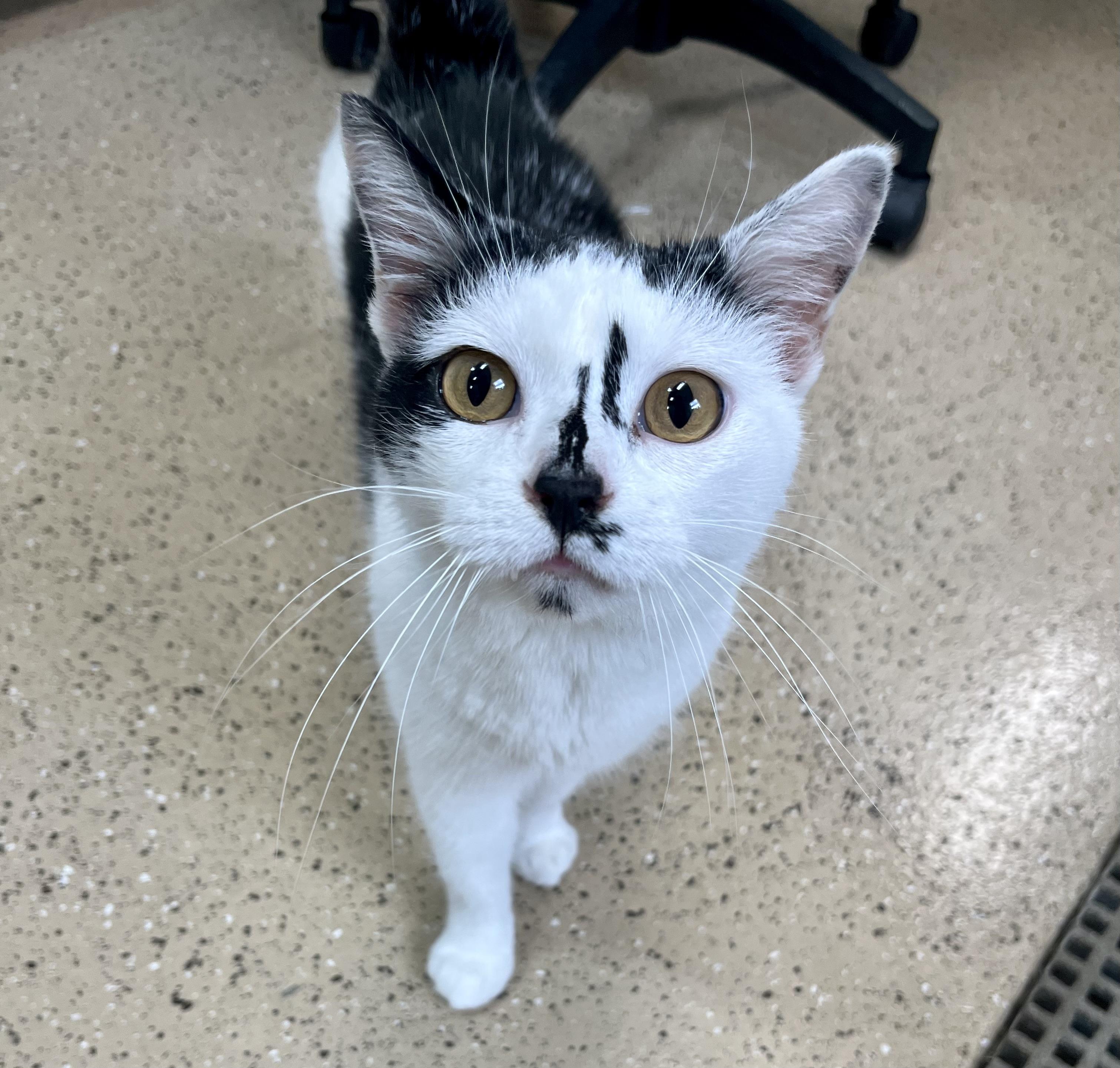 Enlarge JoJo, a Adoptable Domestic Short Hair in Seville, OH image 2/2