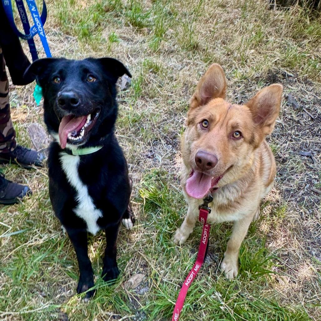Enlarge FINA, a Adoptable mixed breed in Point Richmond, CA image 1/6