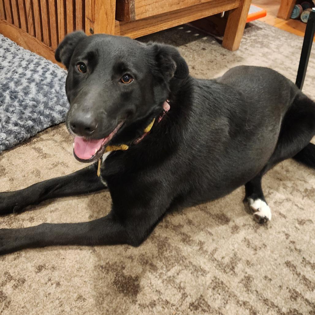 Enlarge FINA, a Adoptable mixed breed in Point Richmond, CA image 2/6