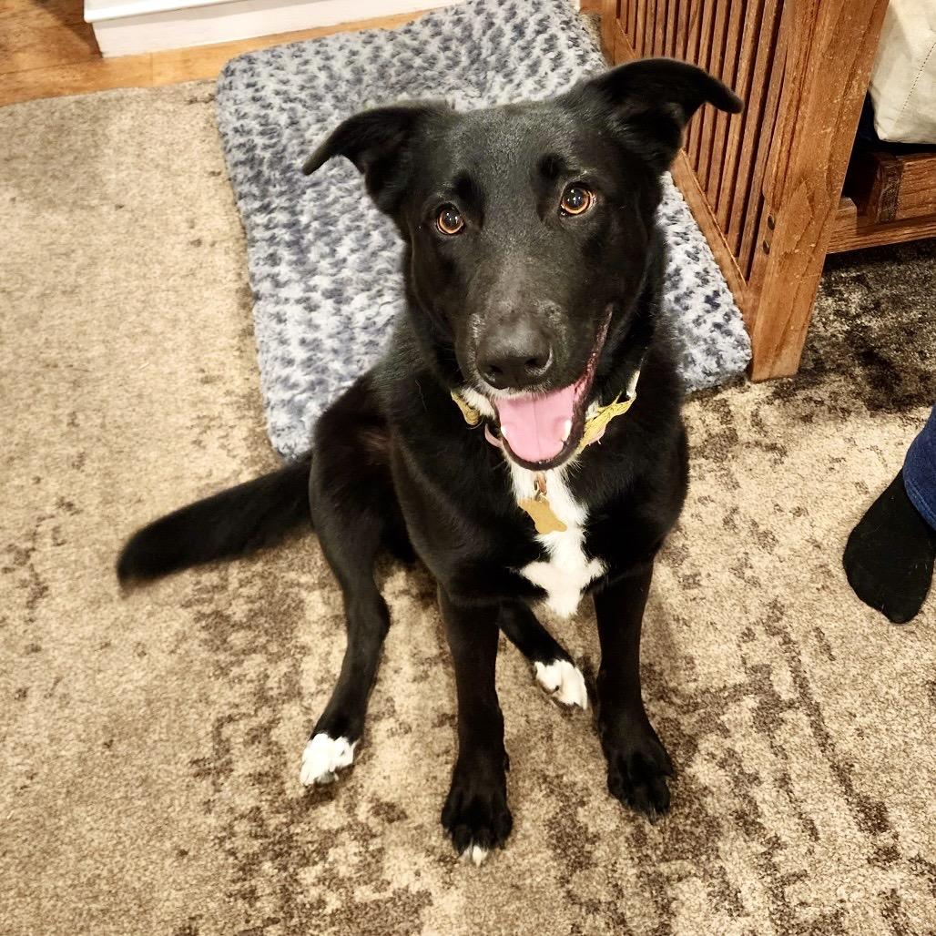 Enlarge FINA, a Adoptable mixed breed in Point Richmond, CA image 3/6